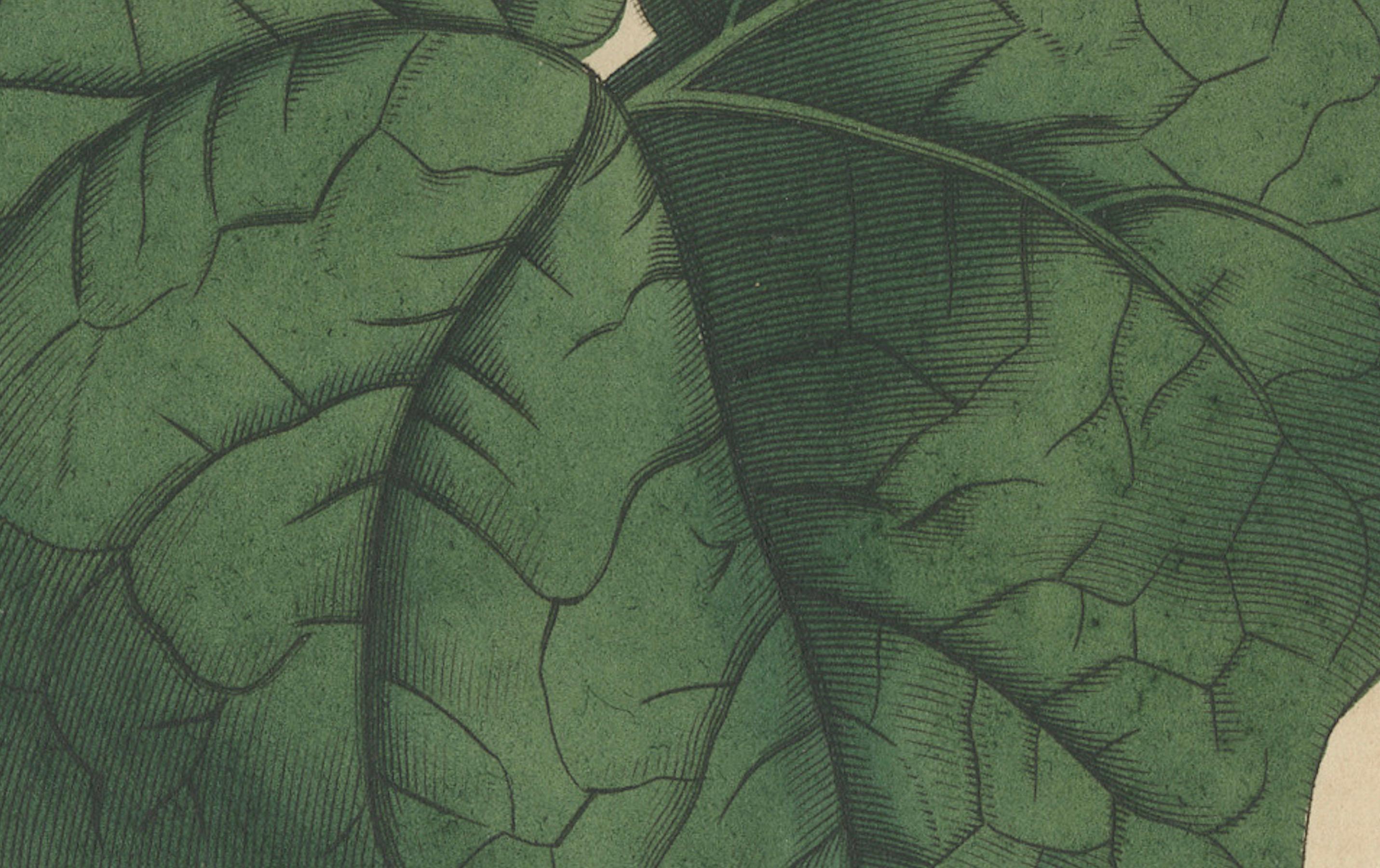 Martynia Proboscidea (Einhornpflanze) - Handkolorierter botanischer Kupferstich von Desmares, um 1825

Beschreibung:  Dieser handkolorierte Original-Kupferstich zeigt *Martynia proboscidea*, die gemeinhin als Einhornpflanze oder Teufelskralle