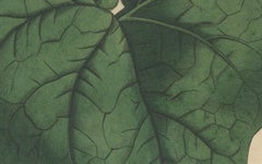 Martynia Proboscidea (Unicorn Plant) – Hand-Colored Botanical Engraving, ca.1825