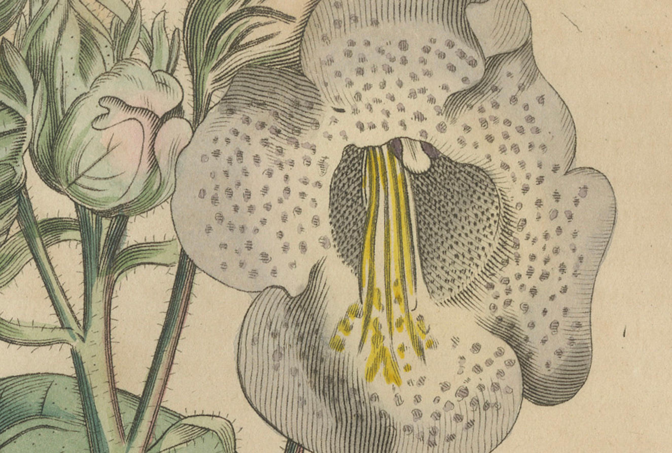 Martynia Proboscidea (Einhornpflanze) - Handkolorierter botanischer Stich, ca.1825 im Zustand „Gut“ im Angebot in Langweer, NL