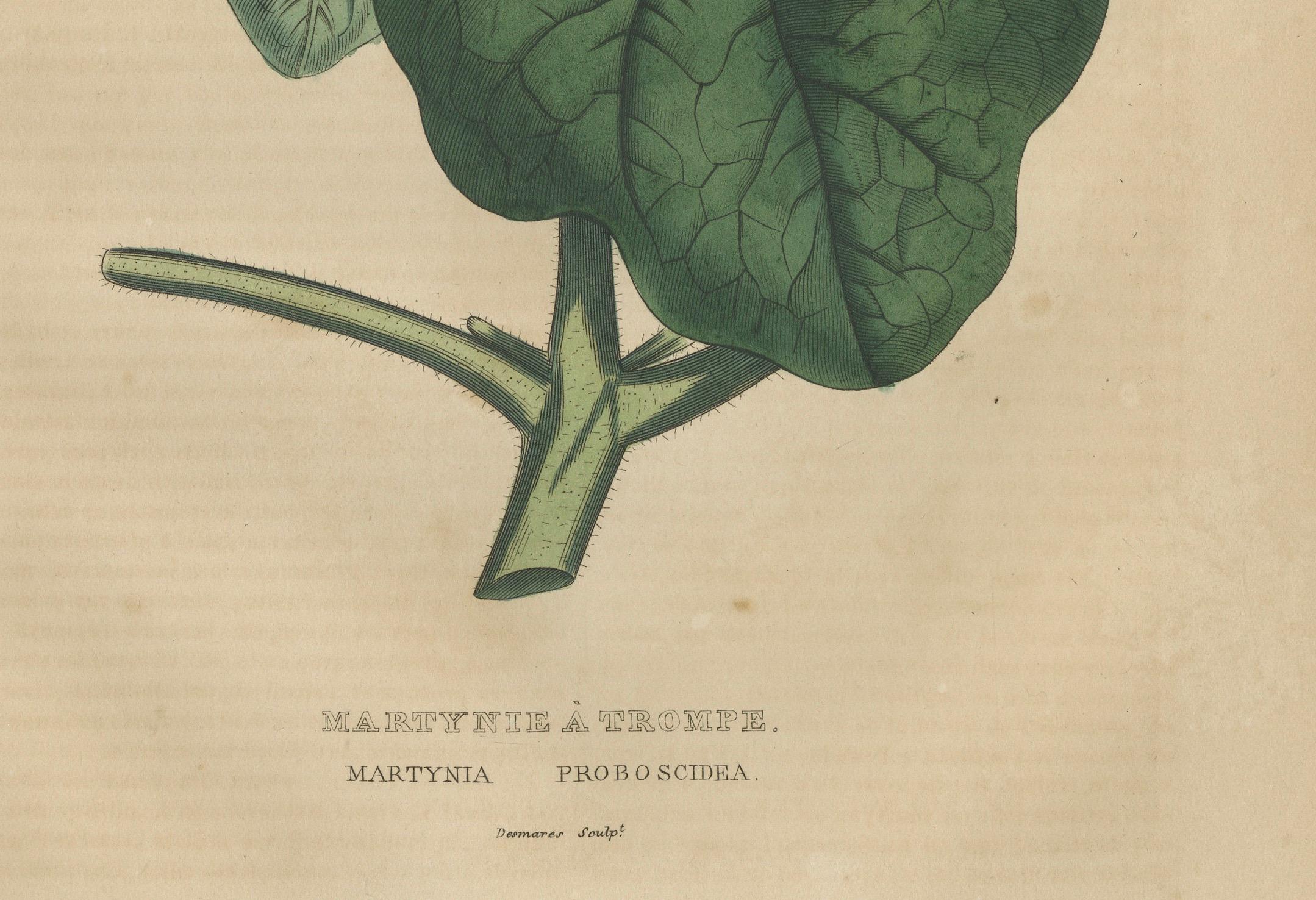 Martynia Proboscidea (Einhornpflanze) - Handkolorierter botanischer Stich, ca.1825 (Frühes 19. Jahrhundert) im Angebot