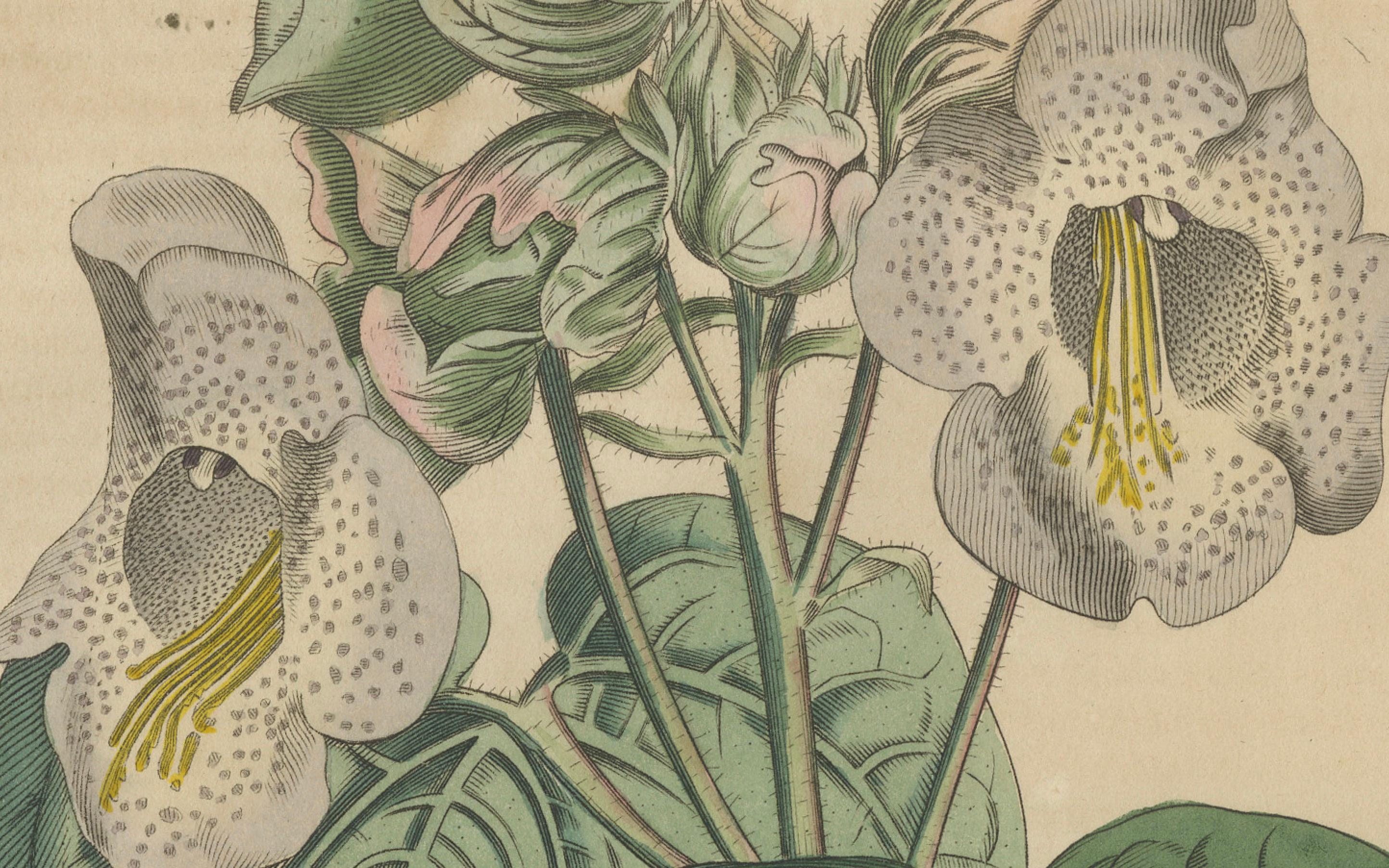 Martynia Proboscidea (Einhornpflanze) - Handkolorierter botanischer Stich, ca.1825 (Papier) im Angebot
