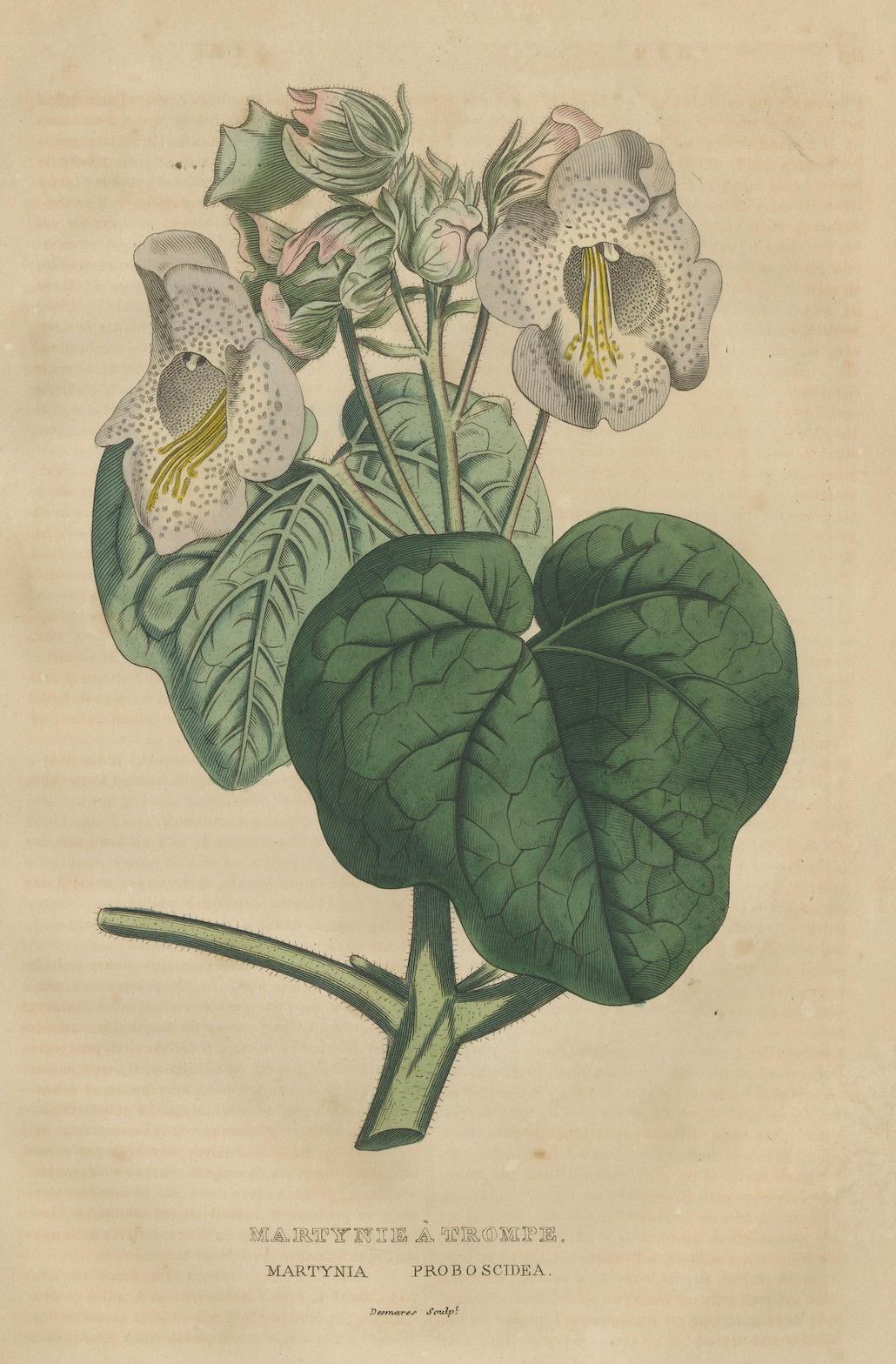 Martynia Proboscidea (Einhornpflanze) - Handkolorierter botanischer Stich, ca.1825 im Angebot 1