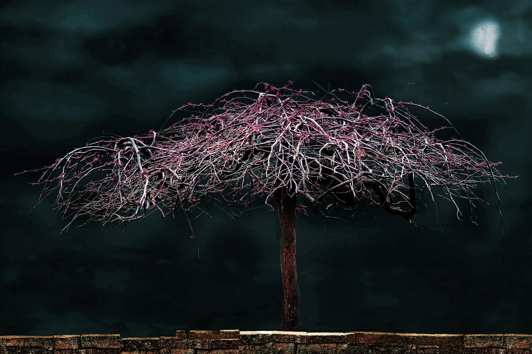 Mary Block Landscape Photograph - A Shy Moon in Spring, Large Scale Manipulated Color Photograph with Red Bud Tree