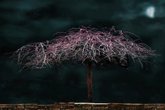 A Shy Moon in Spring, Large Scale Manipulated Color Photograph with Red Bud Tree