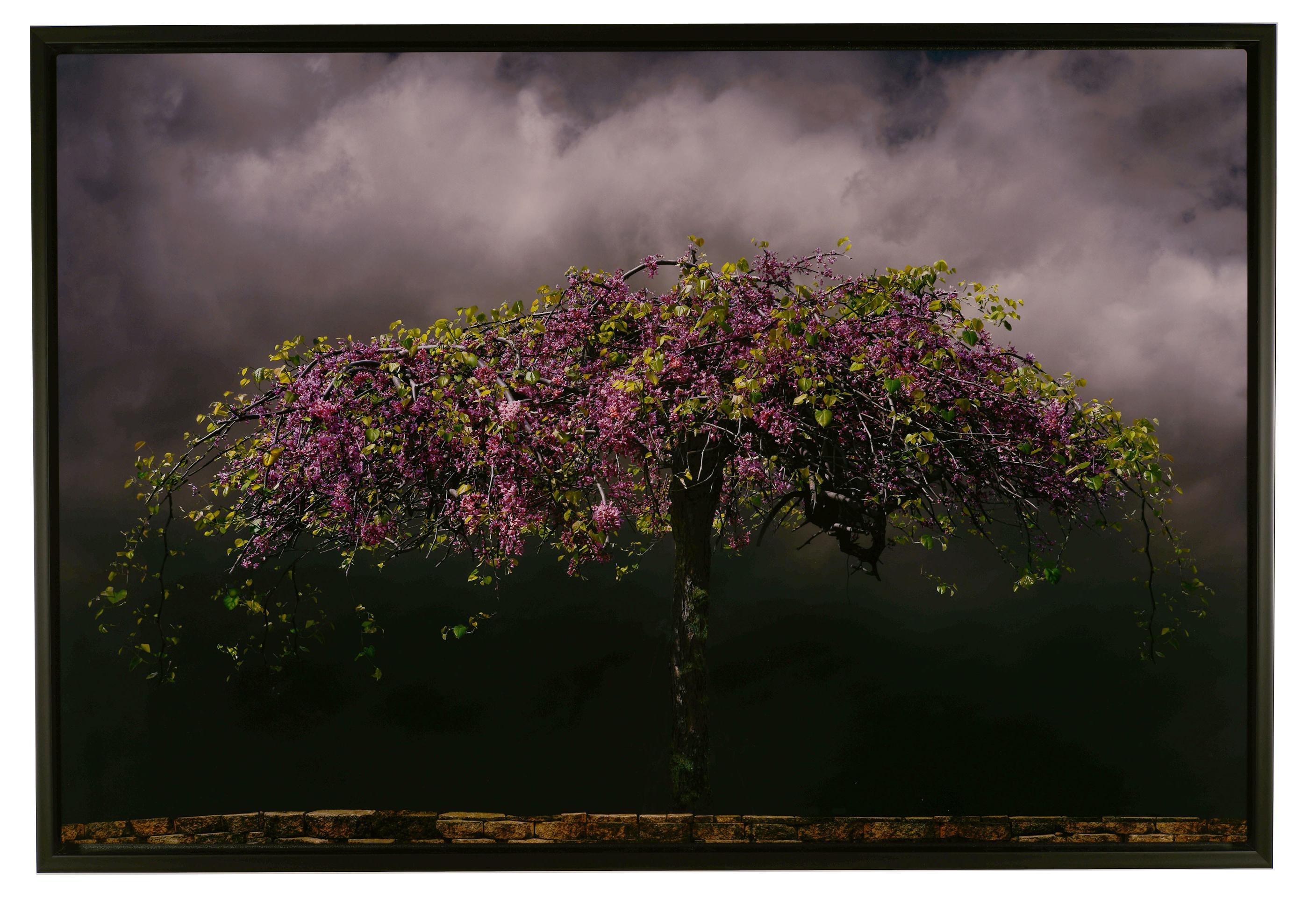 Pareidolic Clouds - Large Scale Glossy Photo on Aluminum with Blooming Tree - Photograph by Mary Block