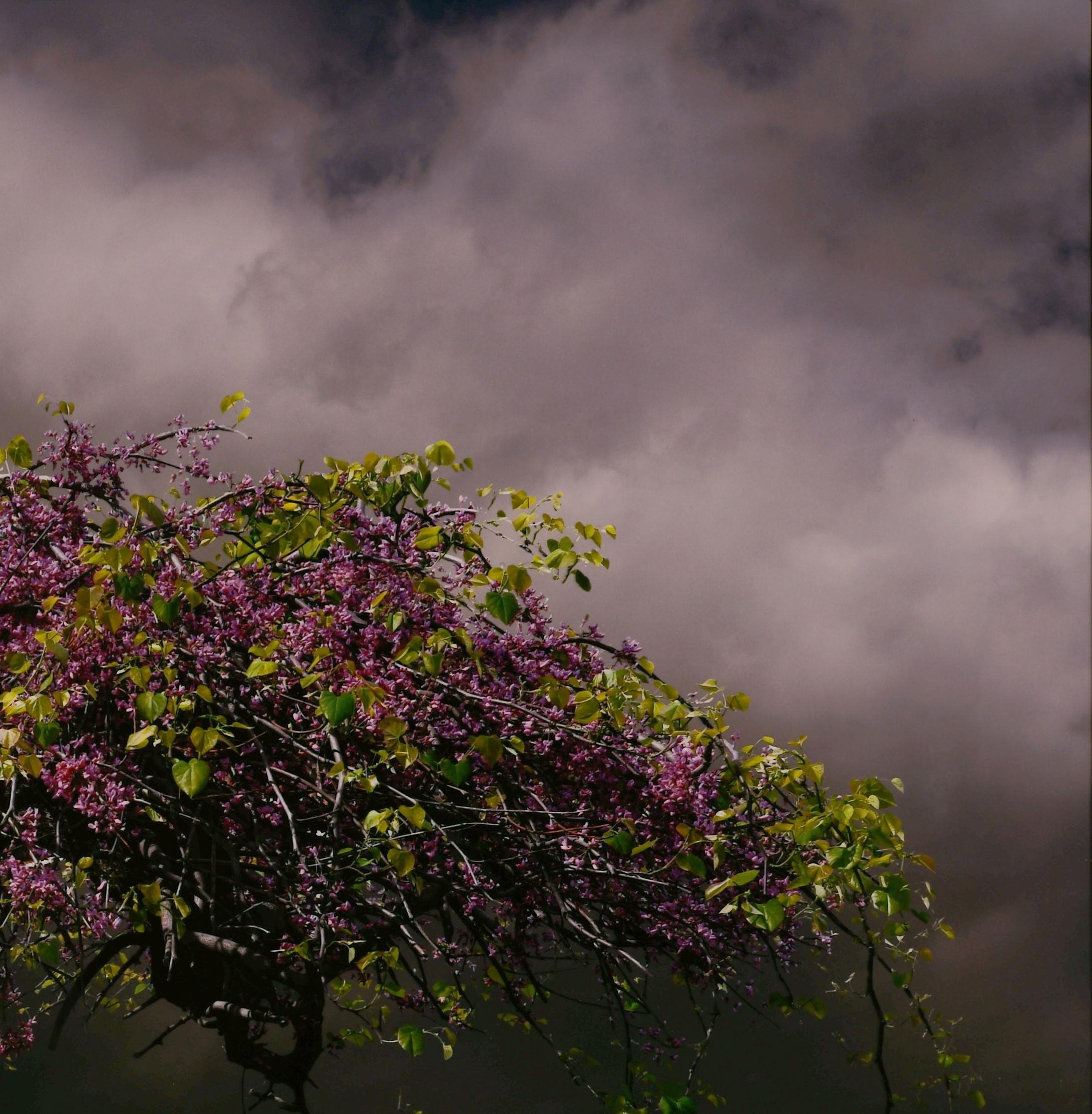 Pareidolic Clouds - Large Scale Glossy Photo on Aluminum with Blooming Tree 1