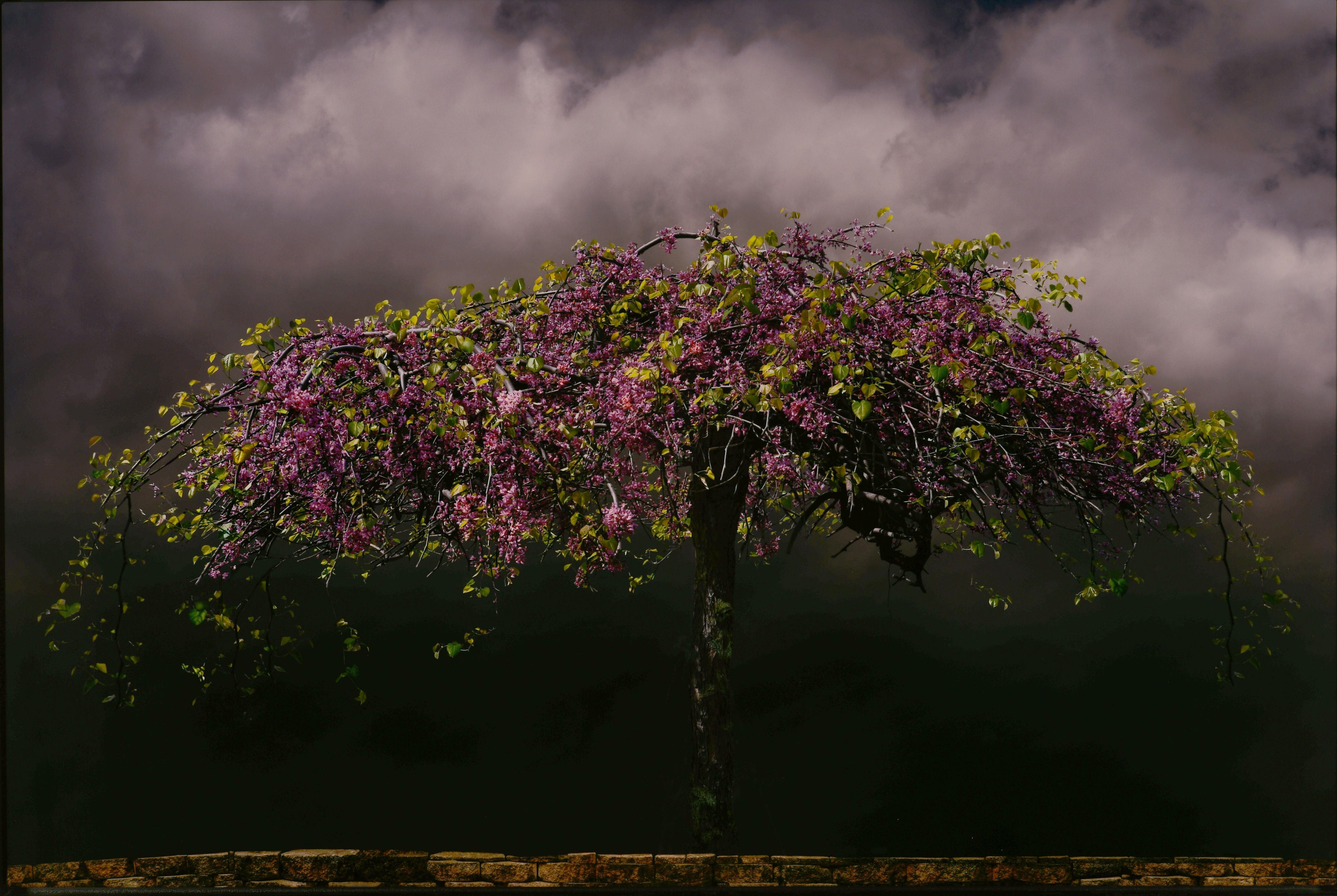 Pareidolic Clouds - Large Scale Glossy Photo on Aluminum with Blooming Tree
