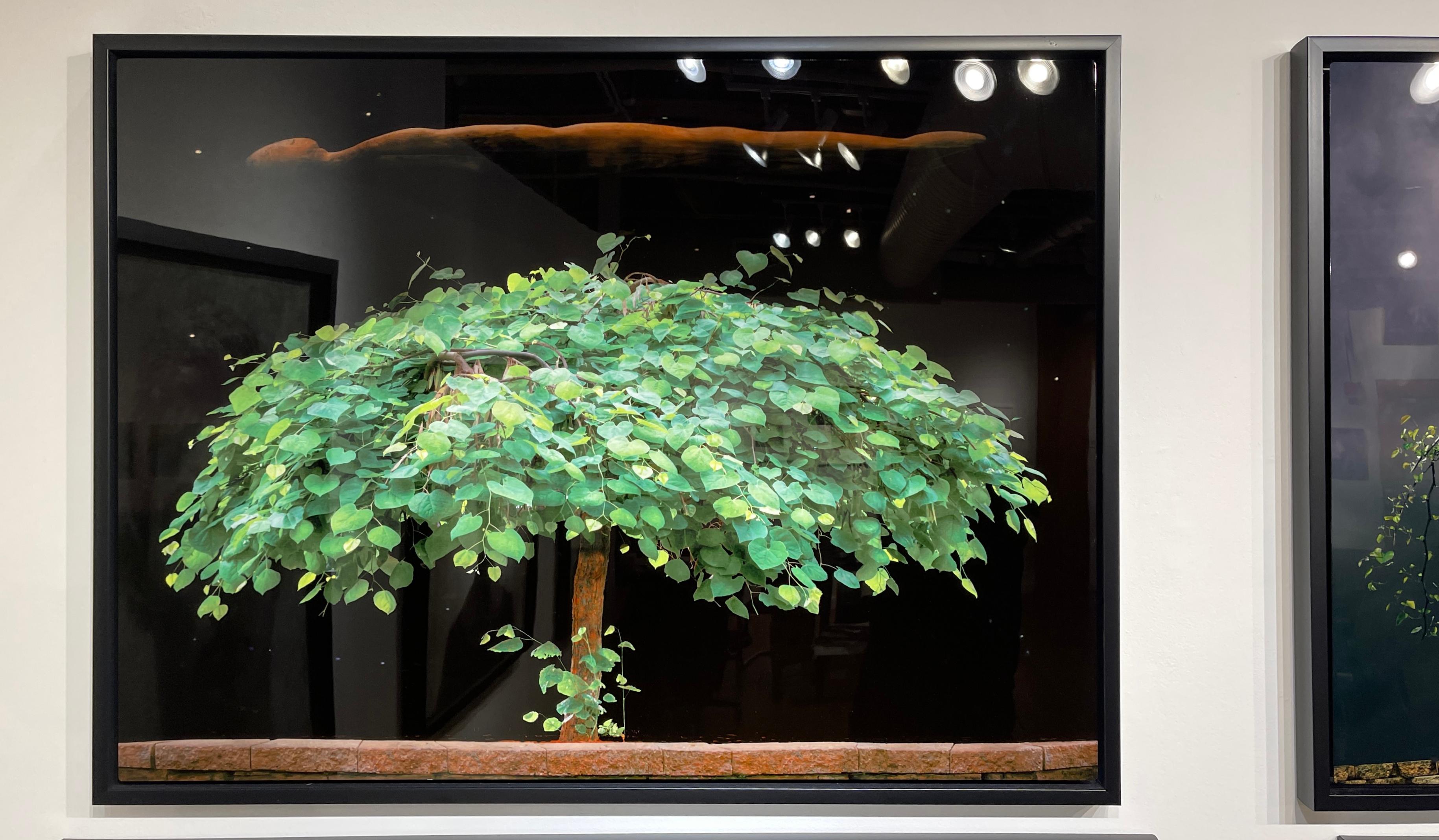 The Night Sky - Aluminum Mounted Glossy Color Photo with Bright Green Tree - Photograph by Mary Block