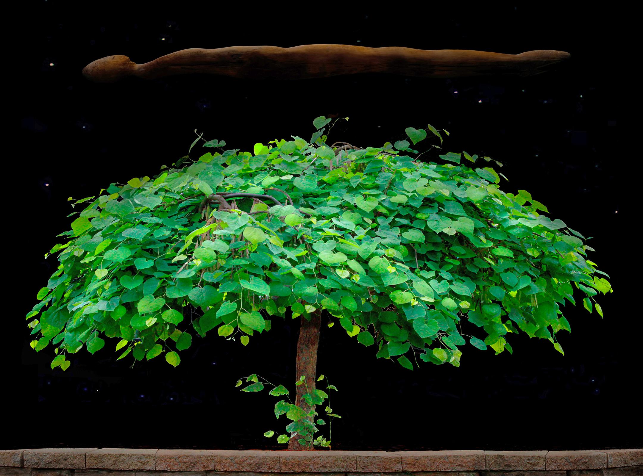 Der Nachthimmel – Aluminiummontiertes glänzendes Farbfoto mit leuchtend grünem Baum