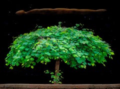 Der Nachthimmel – Aluminiummontiertes glänzendes Farbfoto mit leuchtend grünem Baum