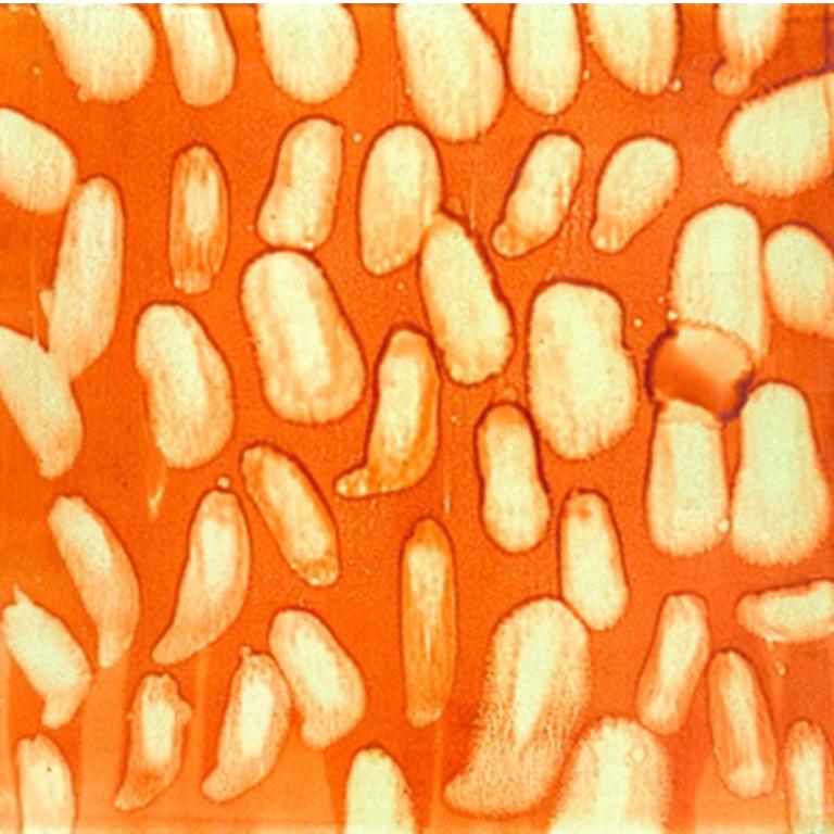Disponible chez Madelyn Jordon Fine Art. Toffee" de Marylyn Dintenfass, 2008. Huile sur panneau, 12 x 12 in. Cette peinture abstraite présente une palette vibrante de teintes orange variées. Grâce à une fusion distinctive d'abstraction, de couleurs