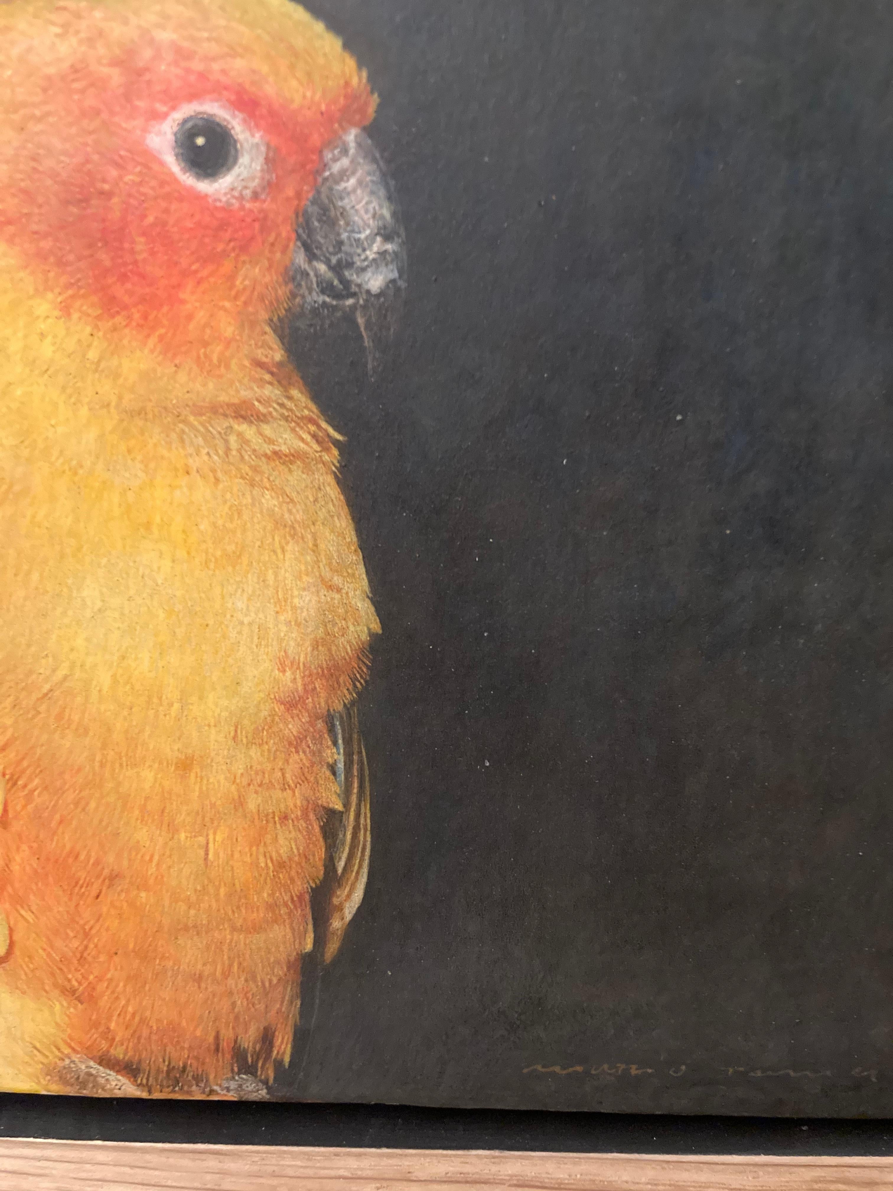 Egg tempera yellow tropical parrot  by master italian painter Marzio Tamer 1