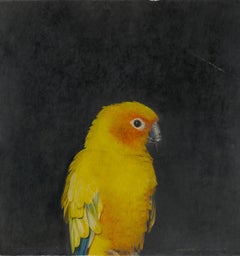 Egg tempera yellow tropical parrot  by master italian painter Marzio Tamer
