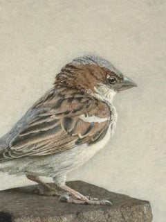 House Sparrow on Porphyry Stones - Contemporary Still Life in gray
