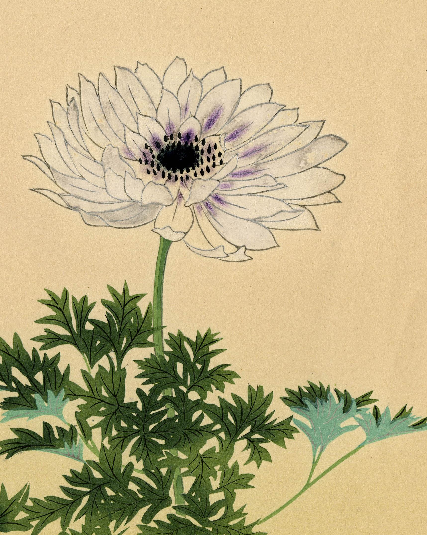 Crisantemos - Print de Masaharu Aoyama