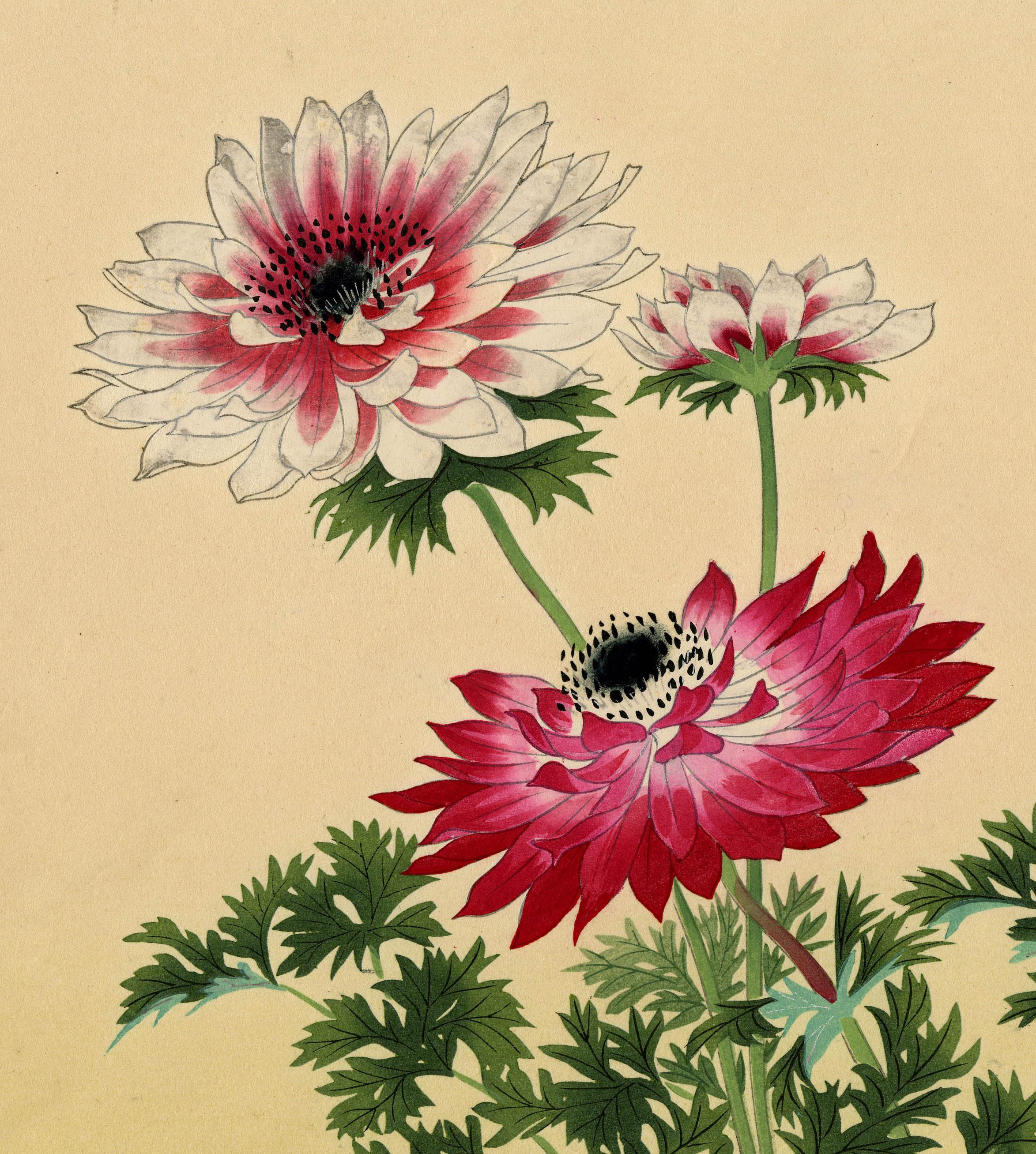 Crisantemos - Print Moderno de Masaharu Aoyama