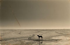 Yamamoto Masao, #4, 1993, gelatin silver print (dog on river)