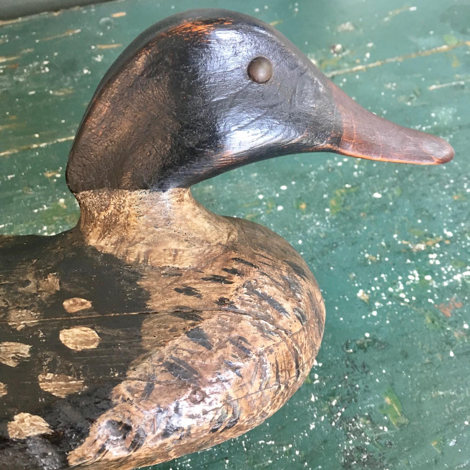 Early Massachusetts or Maine Red-Breasted Merganser Drake Decoy, circa 1900, in old working paint, having a slender racy head with tack eyes and a slightly snaky neck, set with flared base firmly onto the body; the body itself also has a somewhat