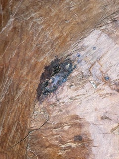 19th Century Giant Wooden Bowl South of France