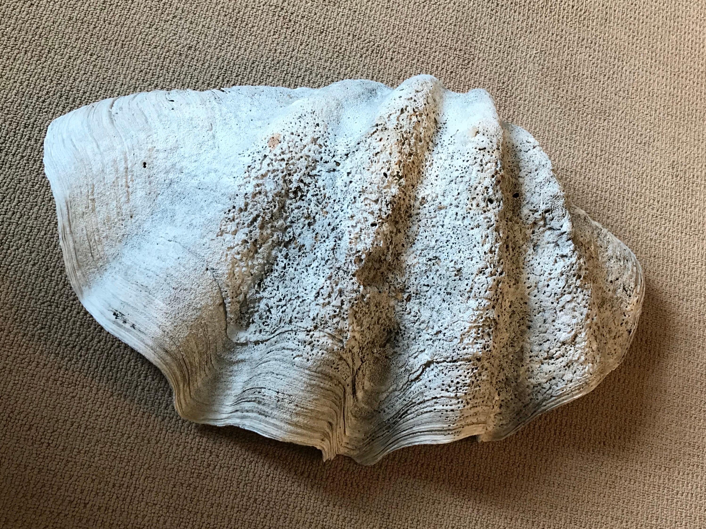 Massive 19th Century South Pacific Clam Shell, Tridacna Gigas 5