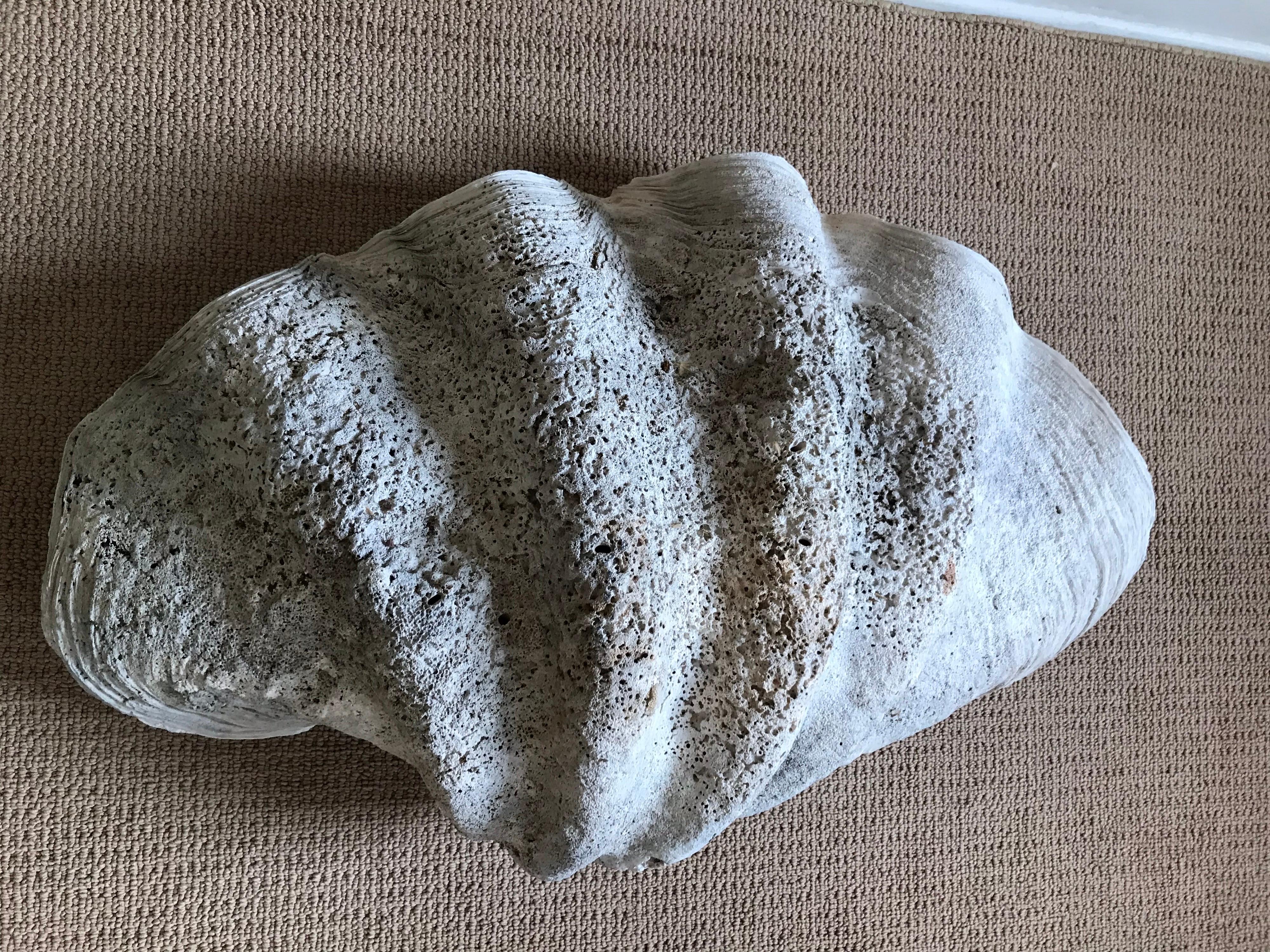 Massive 19th Century South Pacific Clam Shell, Tridacna Gigas 9