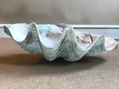 Massive 19th Century South Pacific Clam Shell, Tridacna Gigas