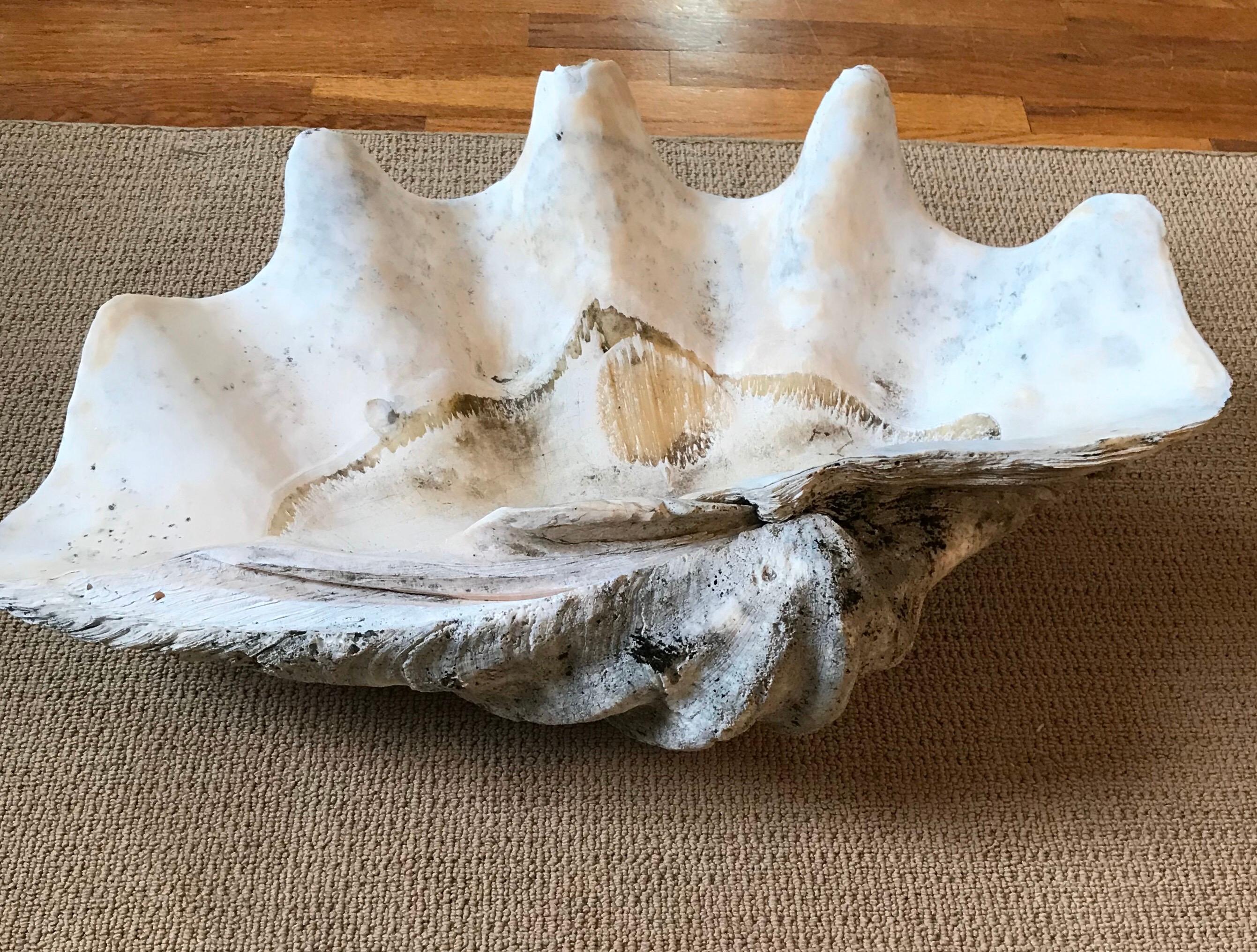 Asian Massive 19th Century South Pacific Clam Shell, Tridacna Gigas