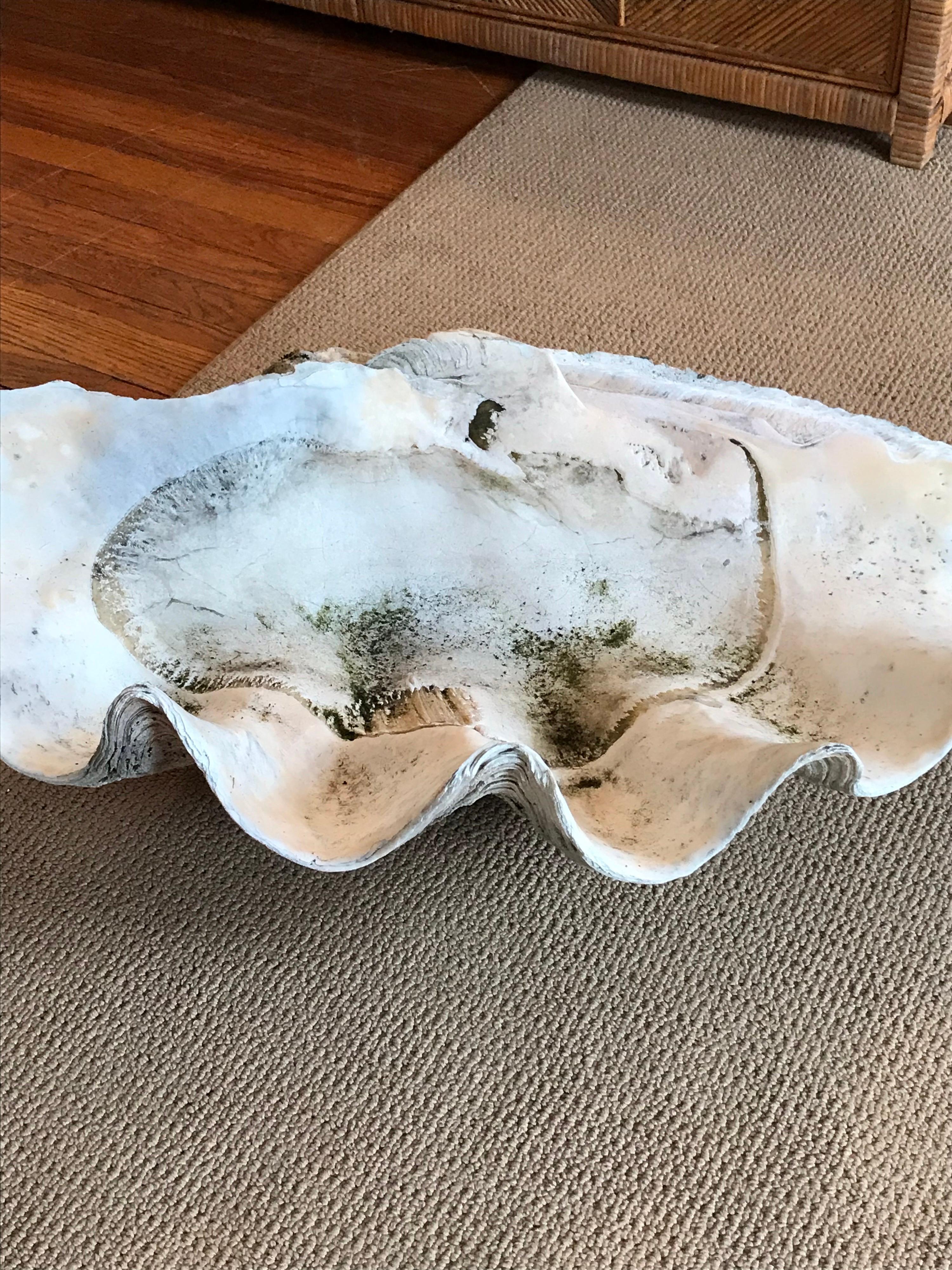 Massive 19th Century South Pacific Clam Shell, Tridacna Gigas 1