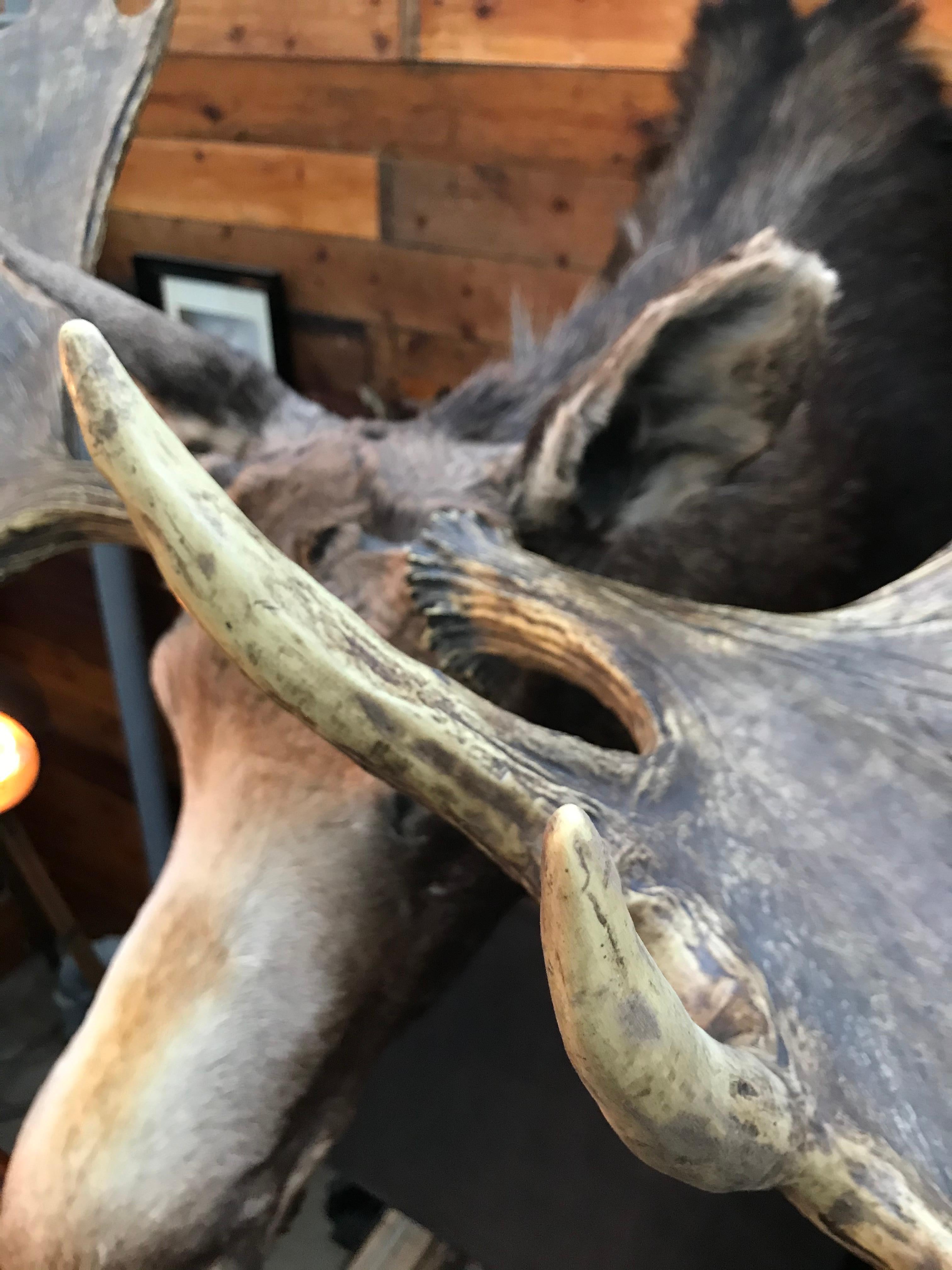 Massive and Impressive Hip Mounted Swedish Bull Elk with 30 Points 3