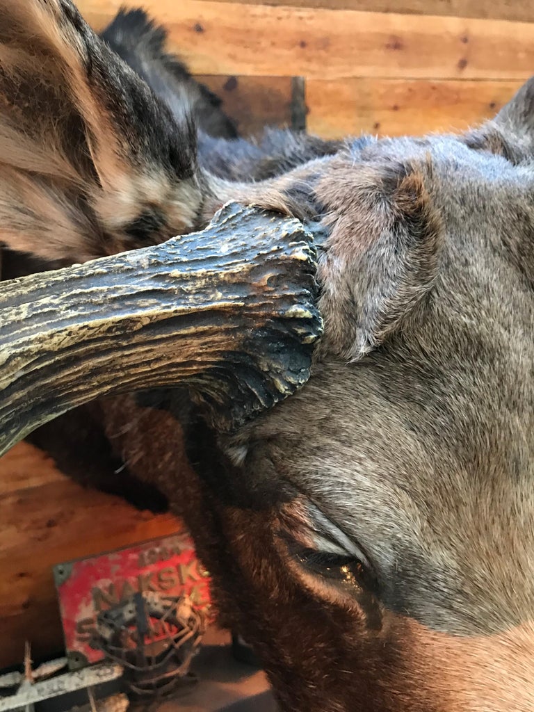 Massive and Impressive Hip Mounted Swedish Bull Elk with 30 Points at