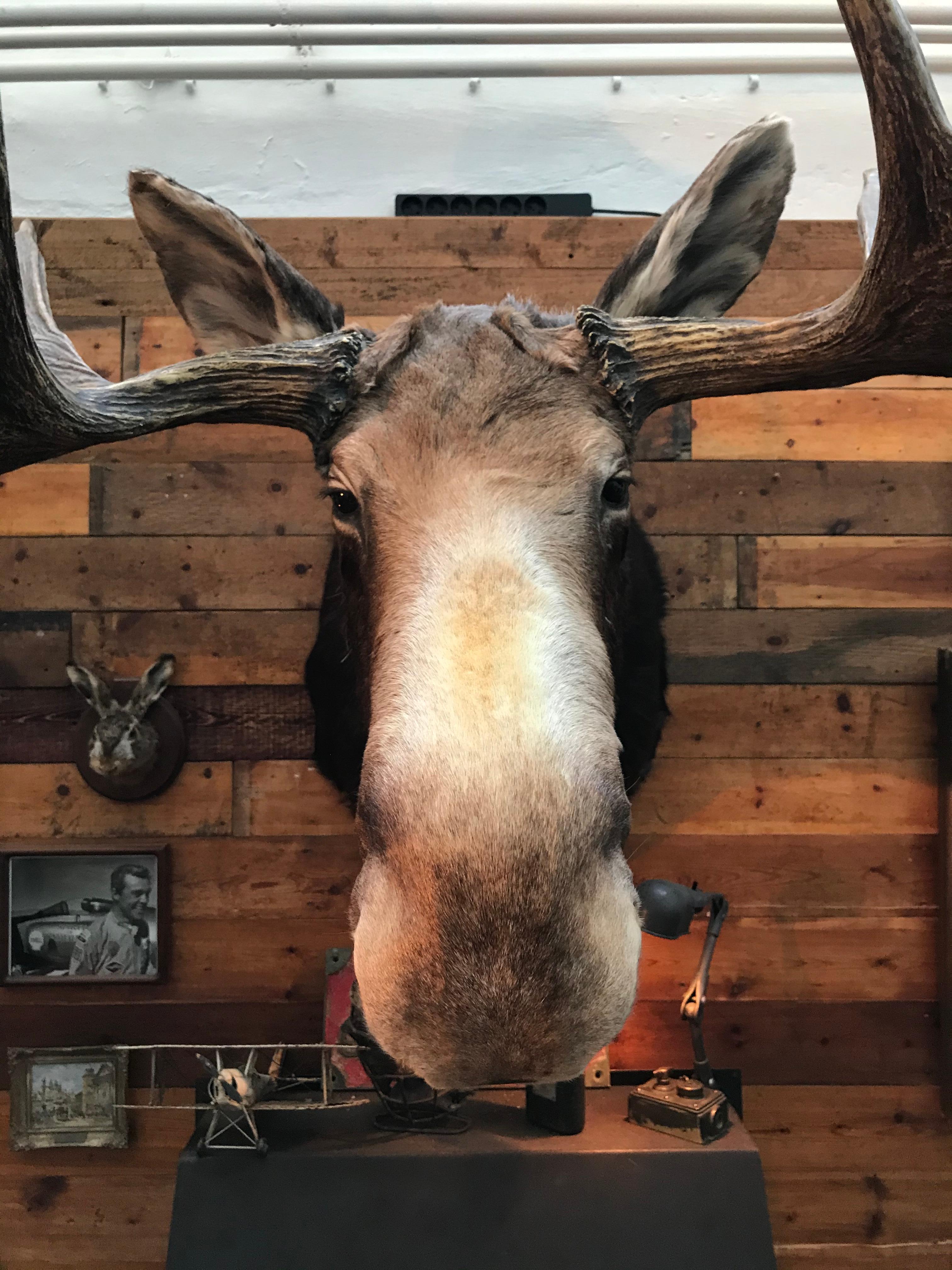 Sporting Art Massive and Impressive Hip Mounted Swedish Bull Elk with 30 Points