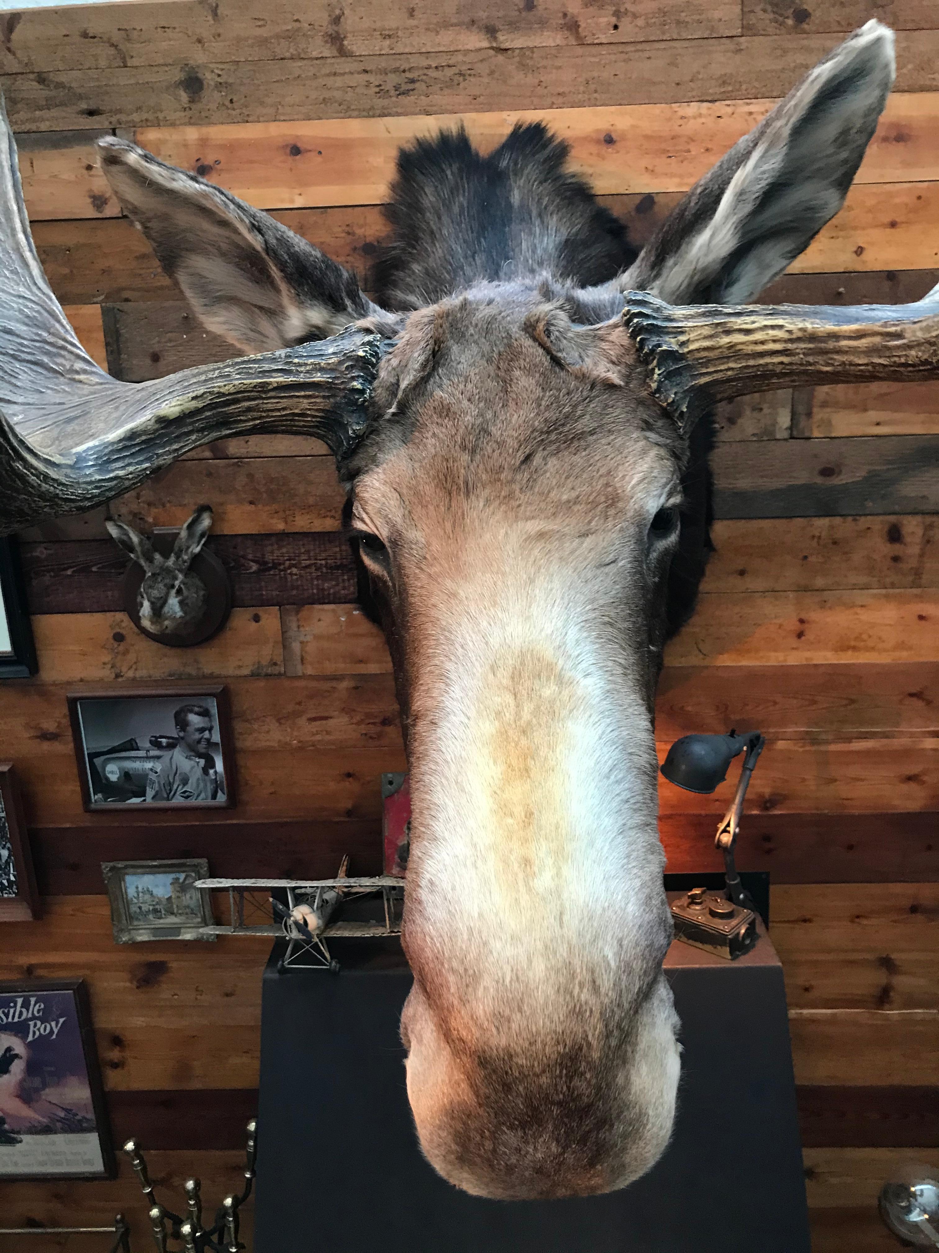 Hand-Crafted Massive and Impressive Hip Mounted Swedish Bull Elk with 30 Points