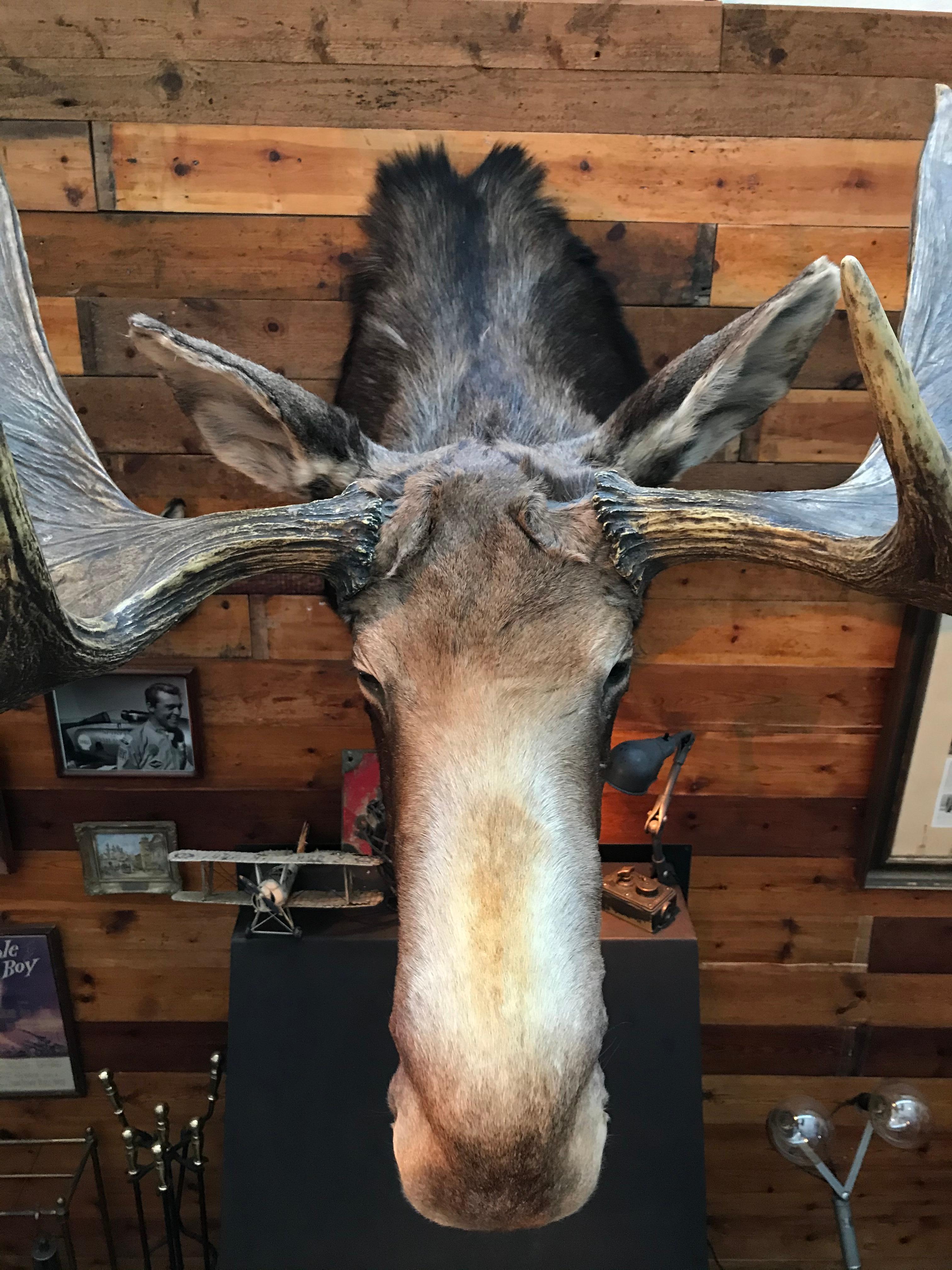 Contemporary Massive and Impressive Hip Mounted Swedish Bull Elk with 30 Points