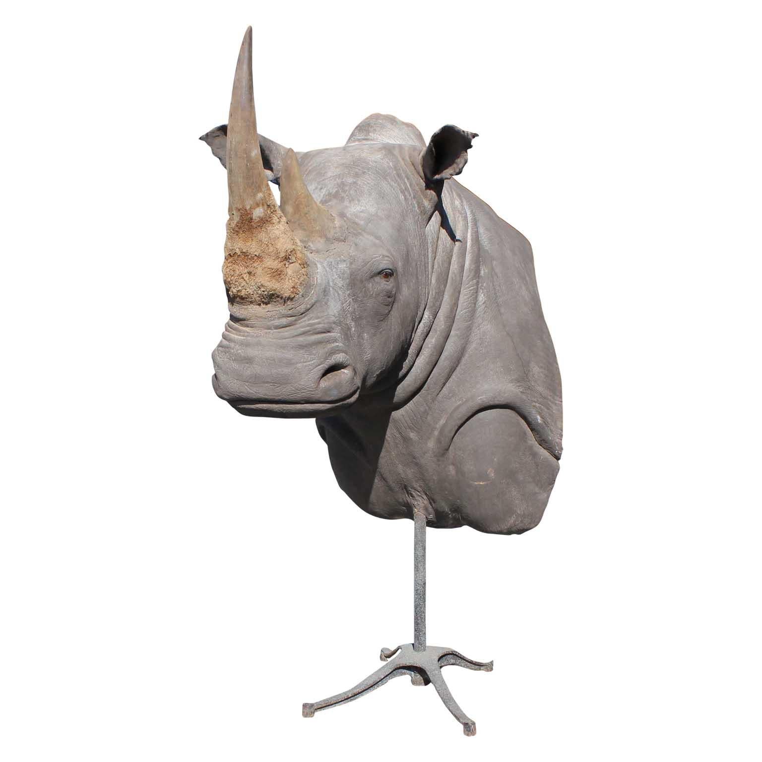Spectacular and monumental authentic taxidermy mounted white rhino bust. Resale to Texas residents only.