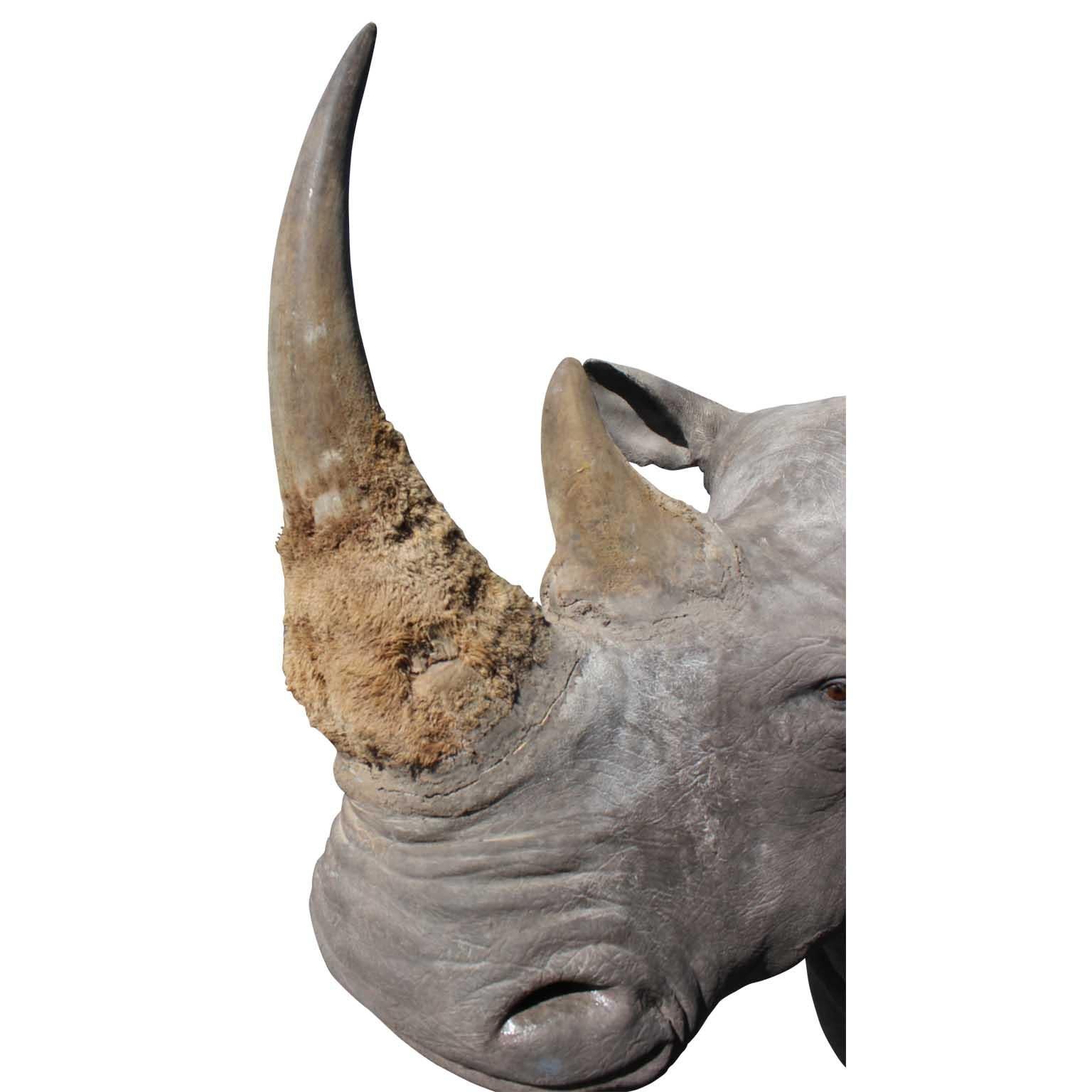 Tribal Massive Authentic Taxidermy Mounted White Rhino Bust