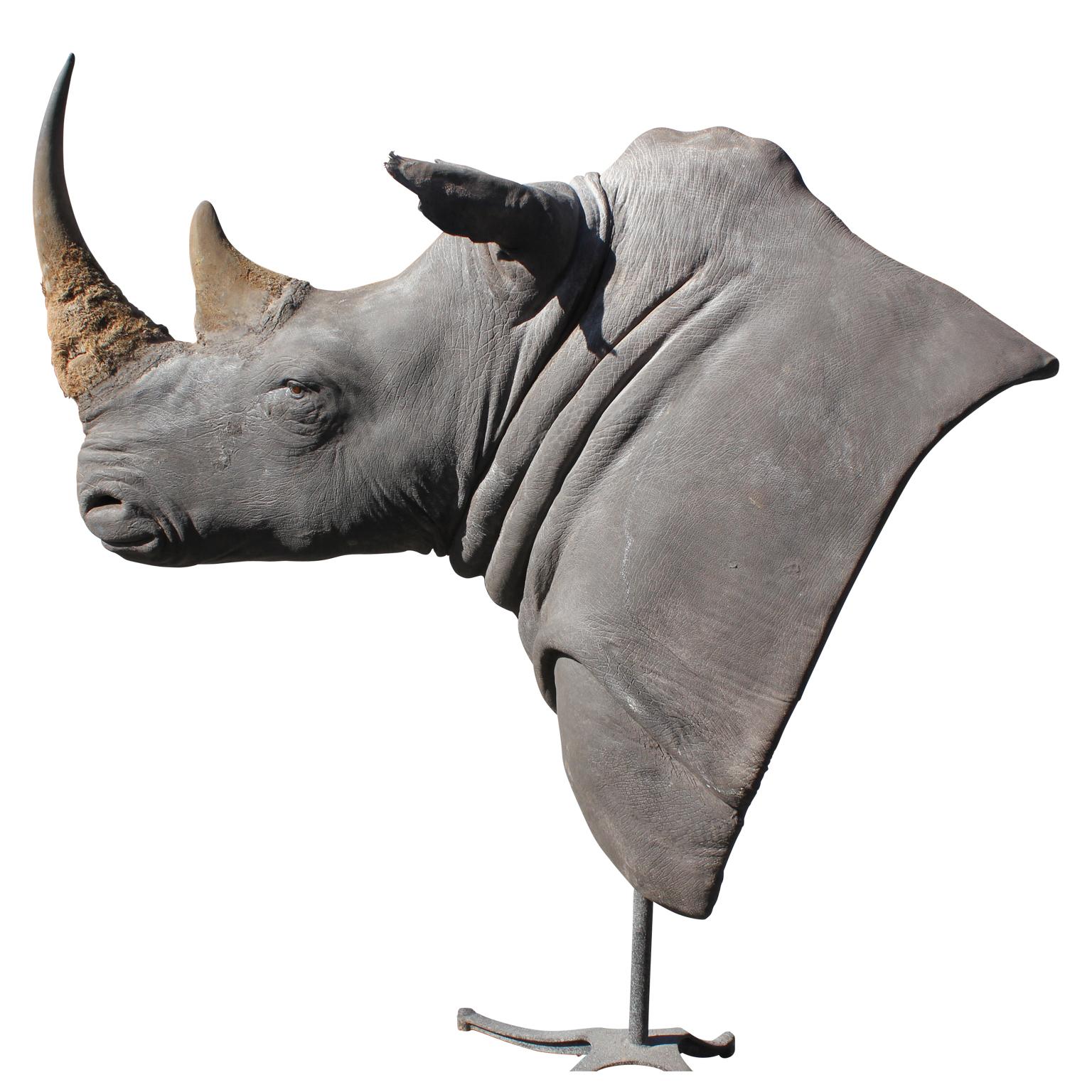 African Massive Authentic Taxidermy Mounted White Rhino Bust