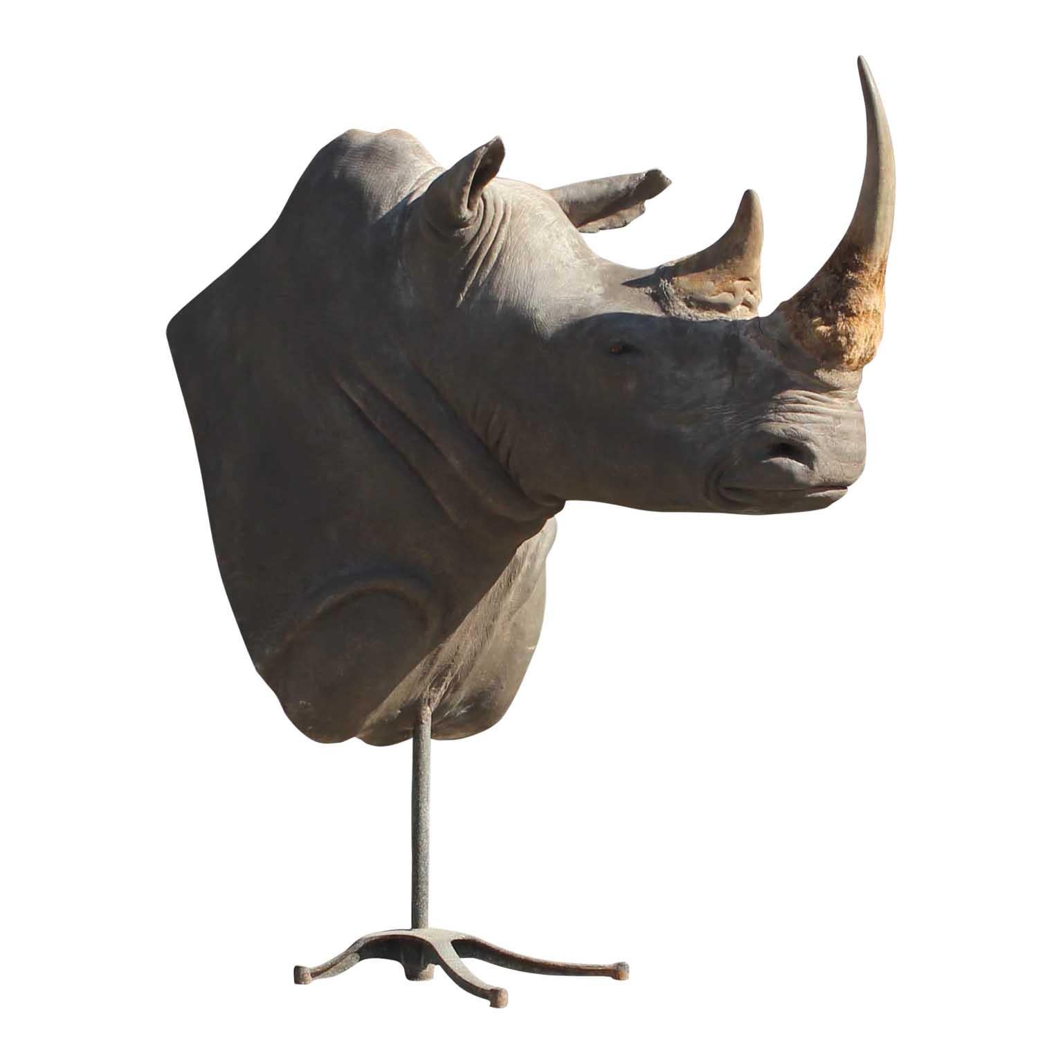 Massive Authentic Taxidermy Mounted White Rhino Bust In Good Condition In Houston, TX