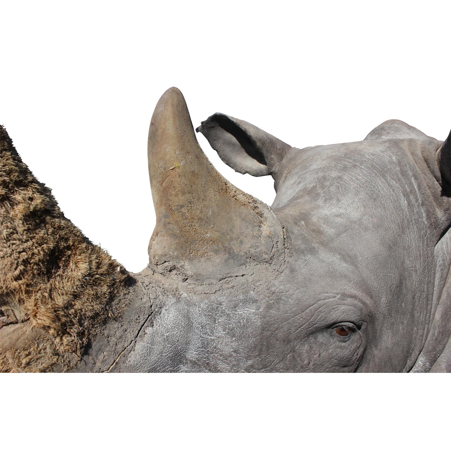 20th Century Massive Authentic Taxidermy Mounted White Rhino Bust