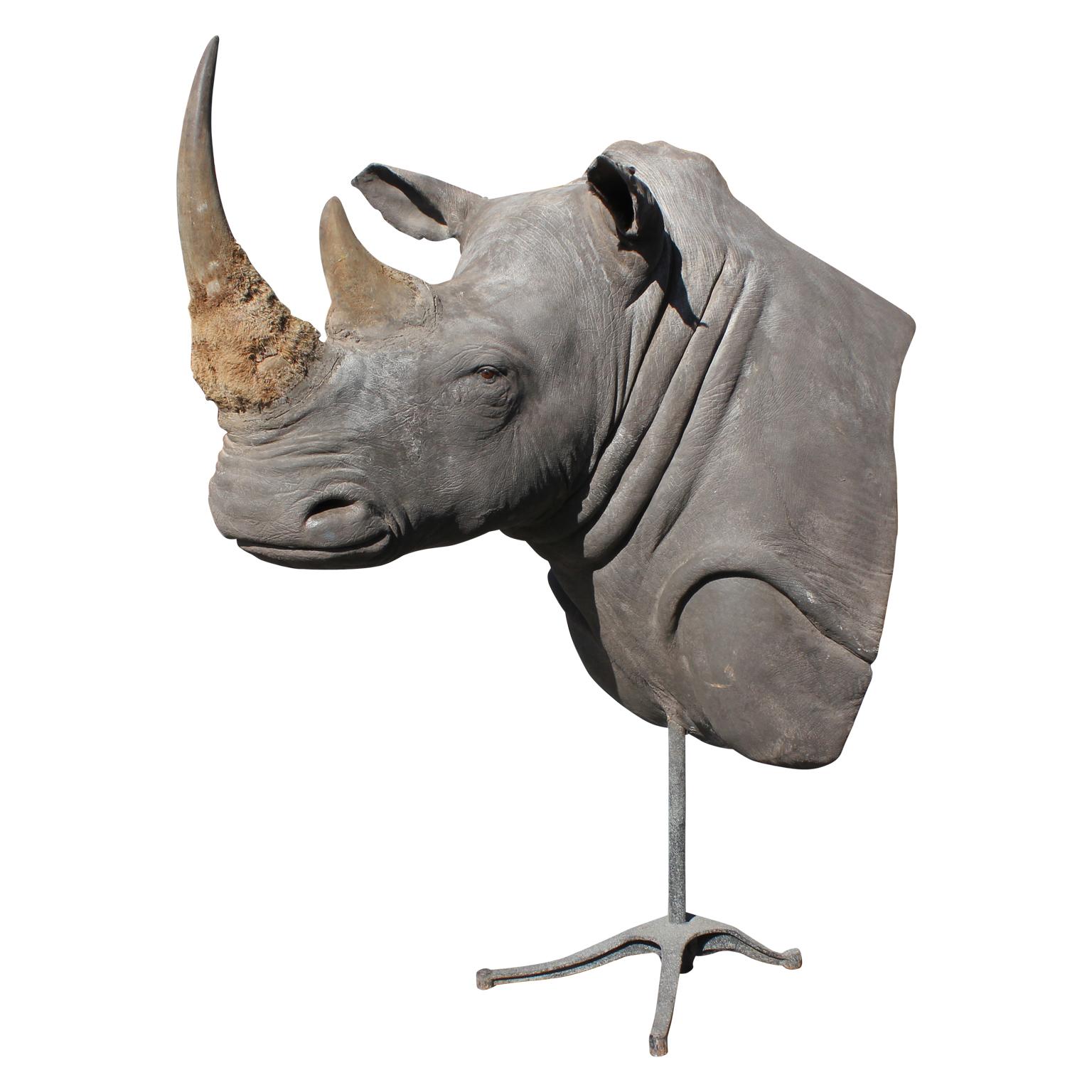 Massive Authentic Taxidermy Mounted White Rhino Bust