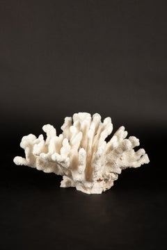 Massive Cauliflower Coral Specimen 21.5"
