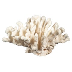 Espécimen masivo de coral coliflor 21,5