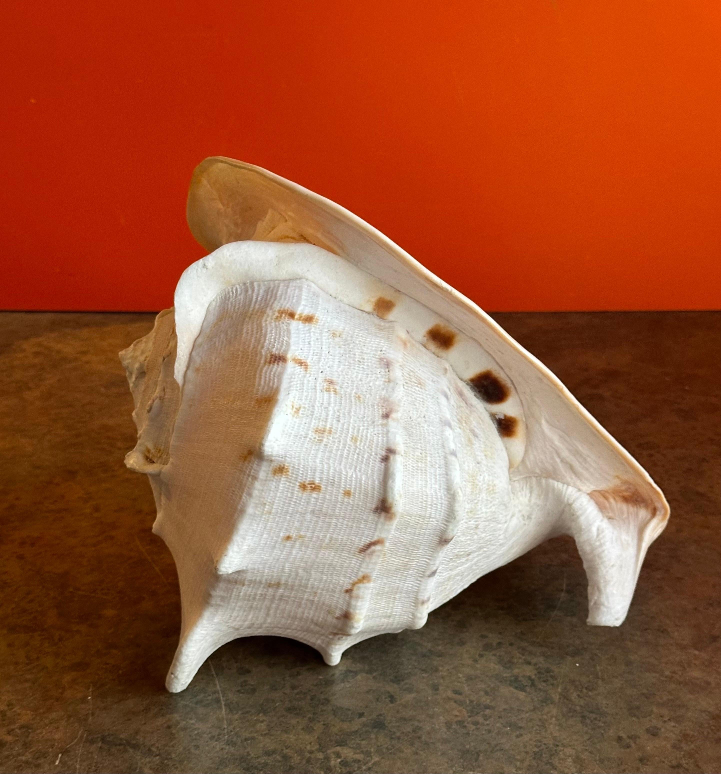 Massive Conch Shell  For Sale 2