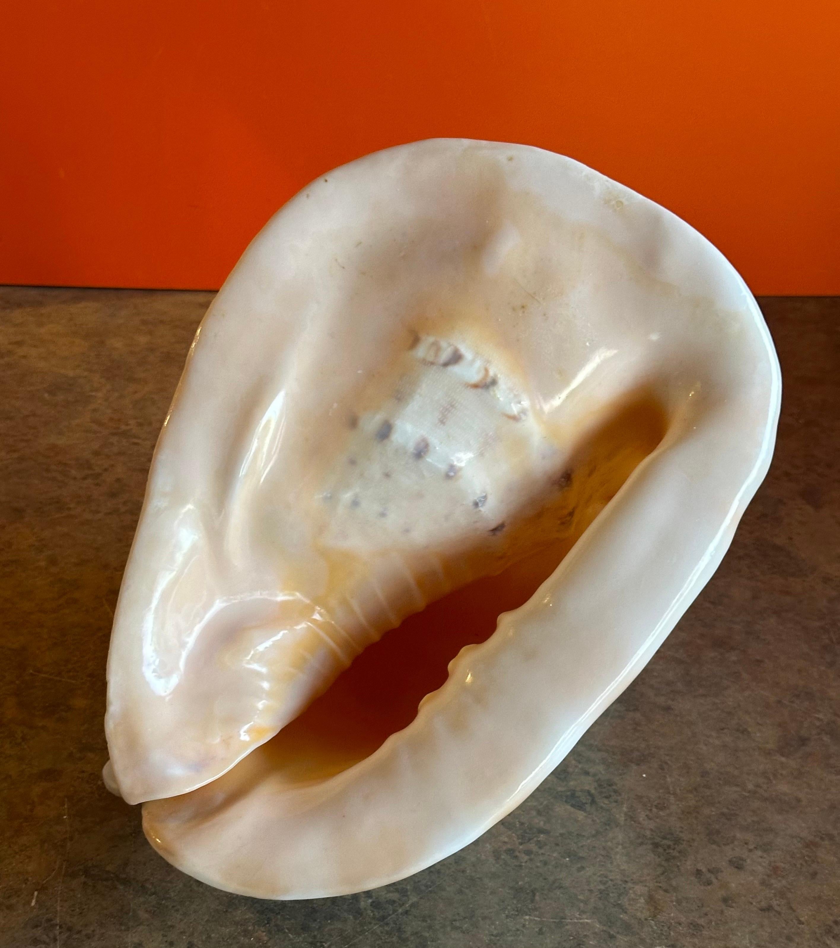 Massive Conch Shell  For Sale 6