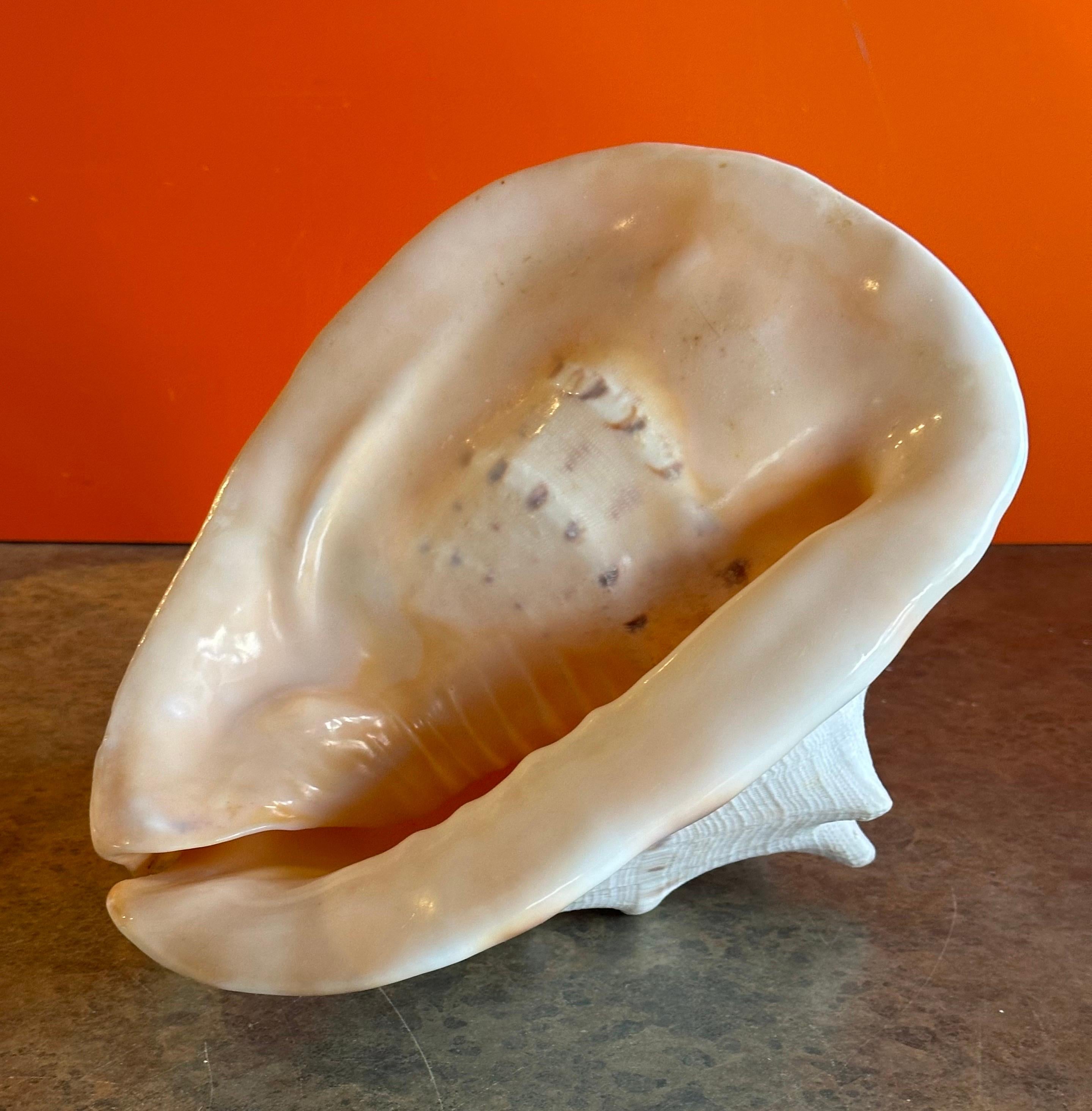 Massive Conch Shell  For Sale 7