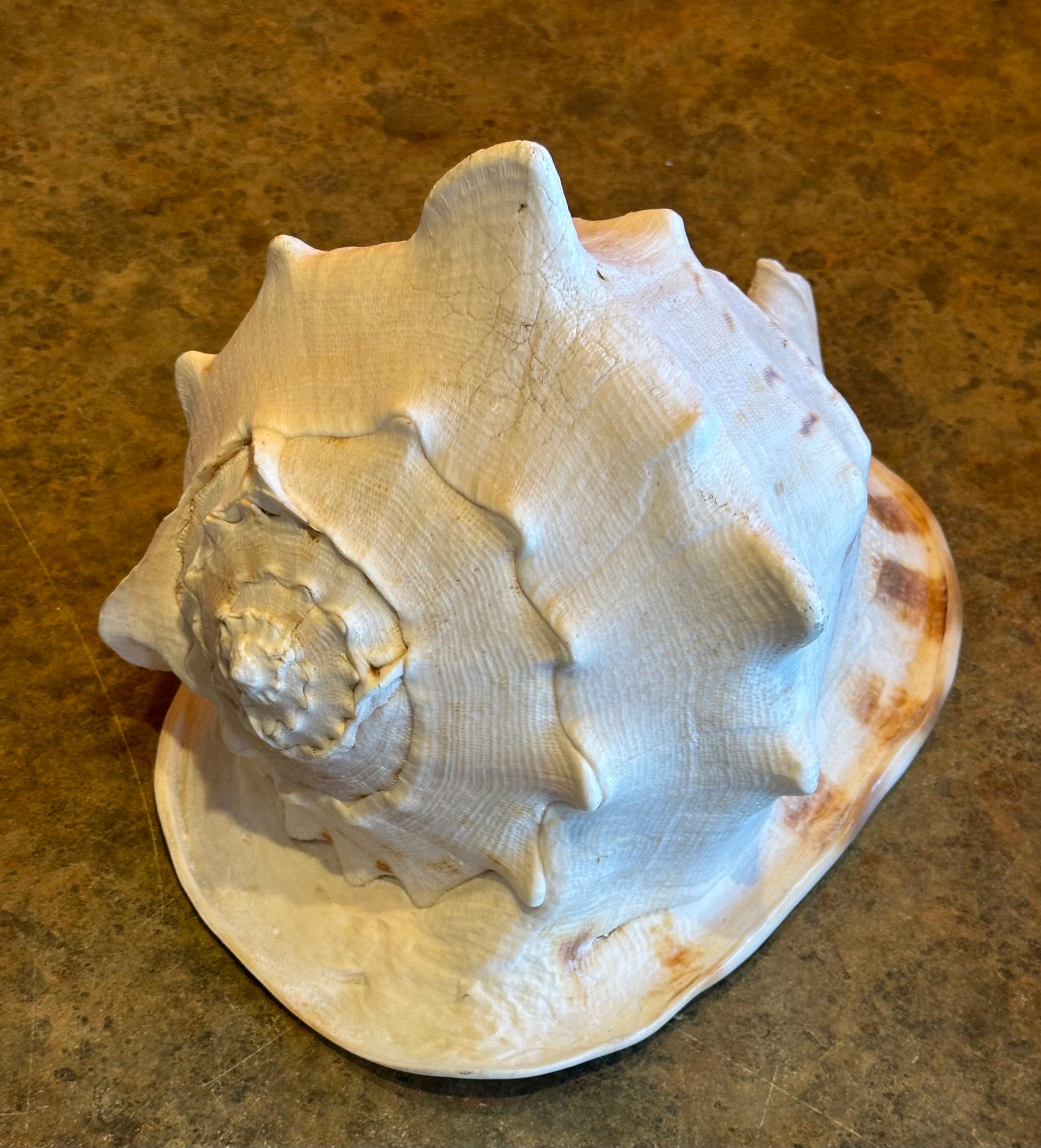Massive Conch Shell  For Sale 10