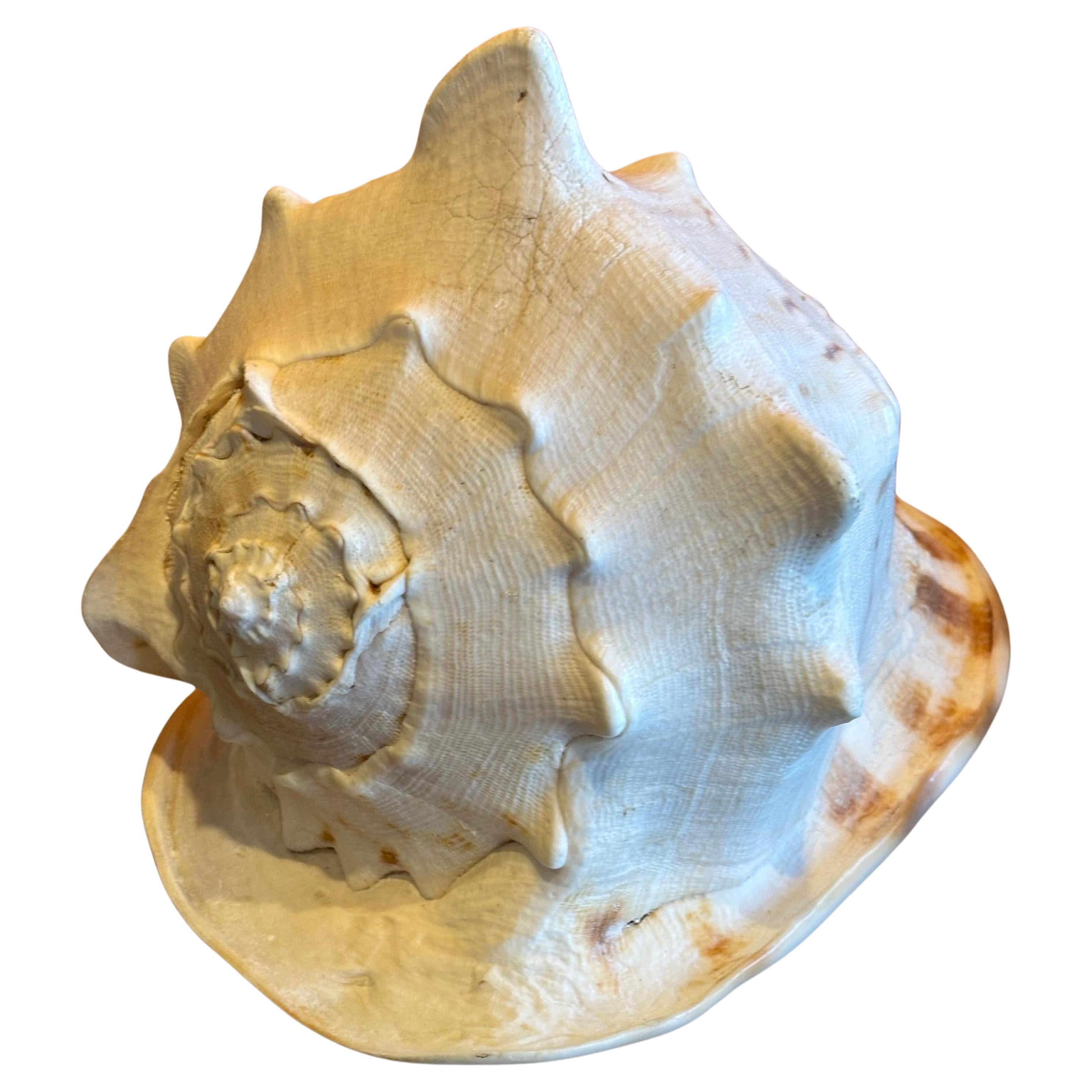 A massive conch shell from the Pacific Ocean, circa 1970s. The piece is in great condition and measures a substantial 11