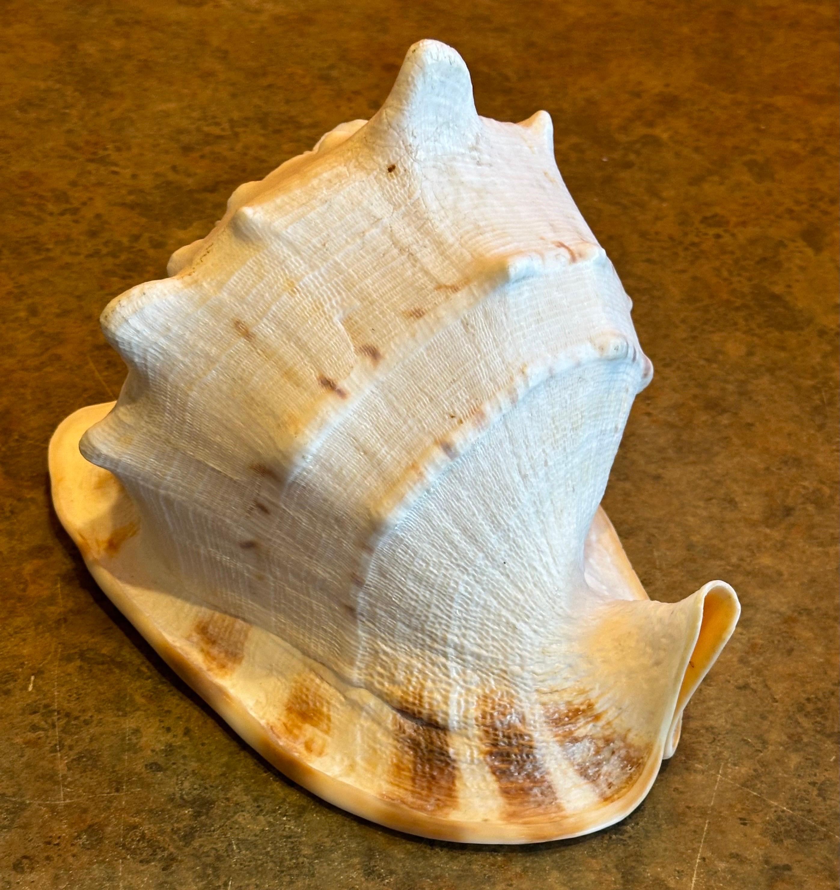 American Massive Conch Shell  For Sale