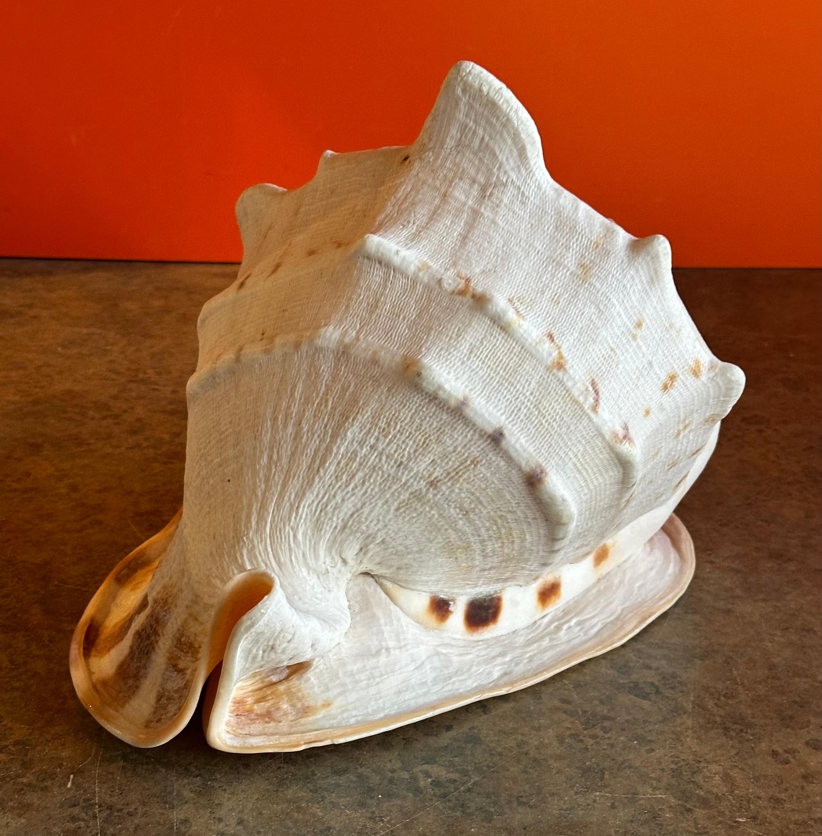 Massive Conch Shell  In Good Condition For Sale In San Diego, CA