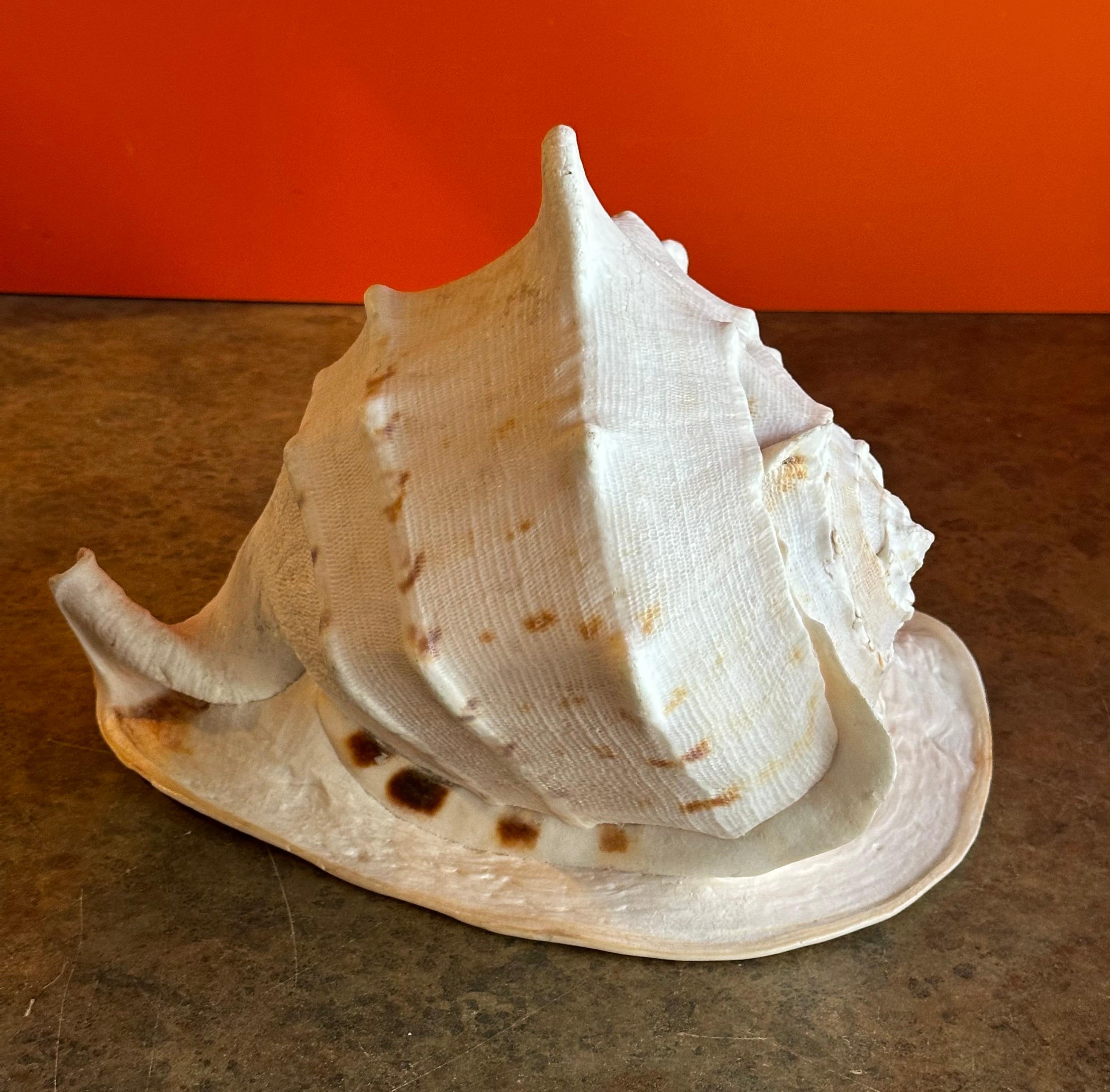 20th Century Massive Conch Shell  For Sale