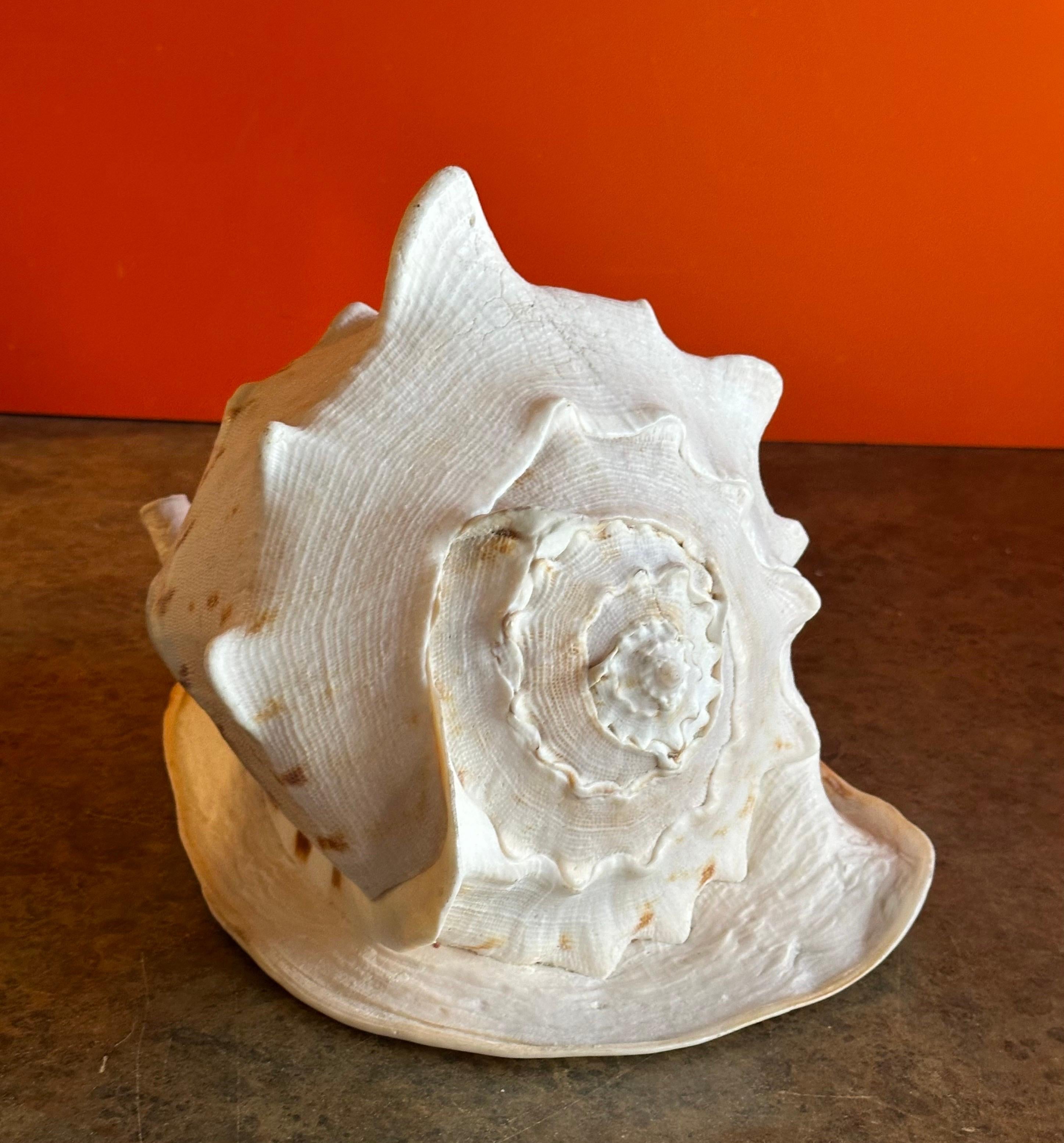 Massive Conch Shell  In Good Condition For Sale In San Diego, CA